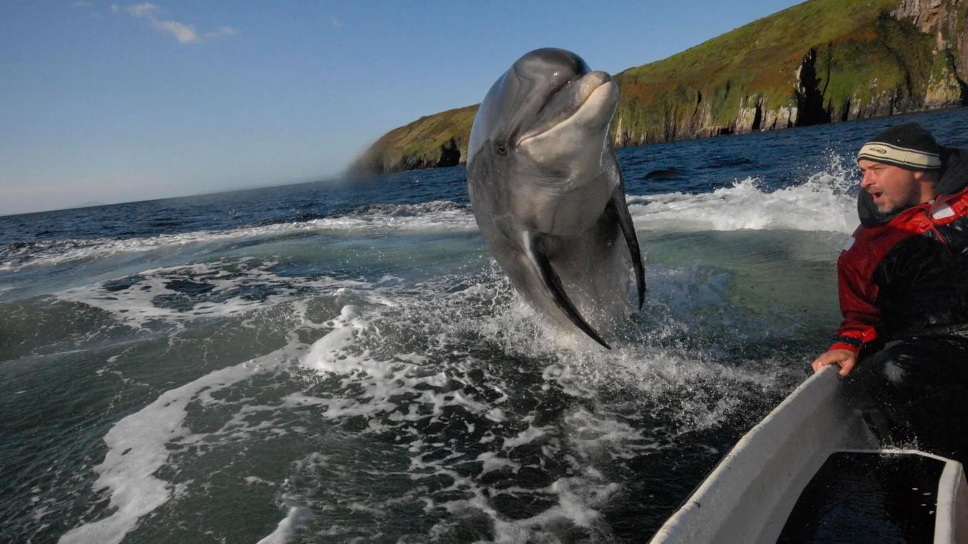 Animals in Cill Bhreac House B&B