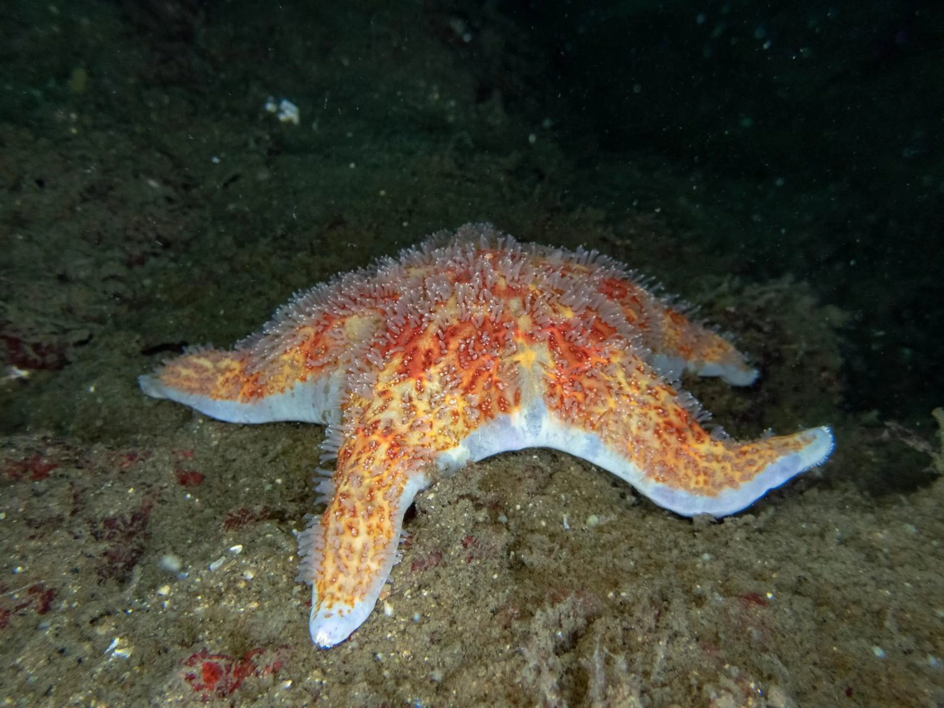 Diving in The Tuwanek Hotel and Spa