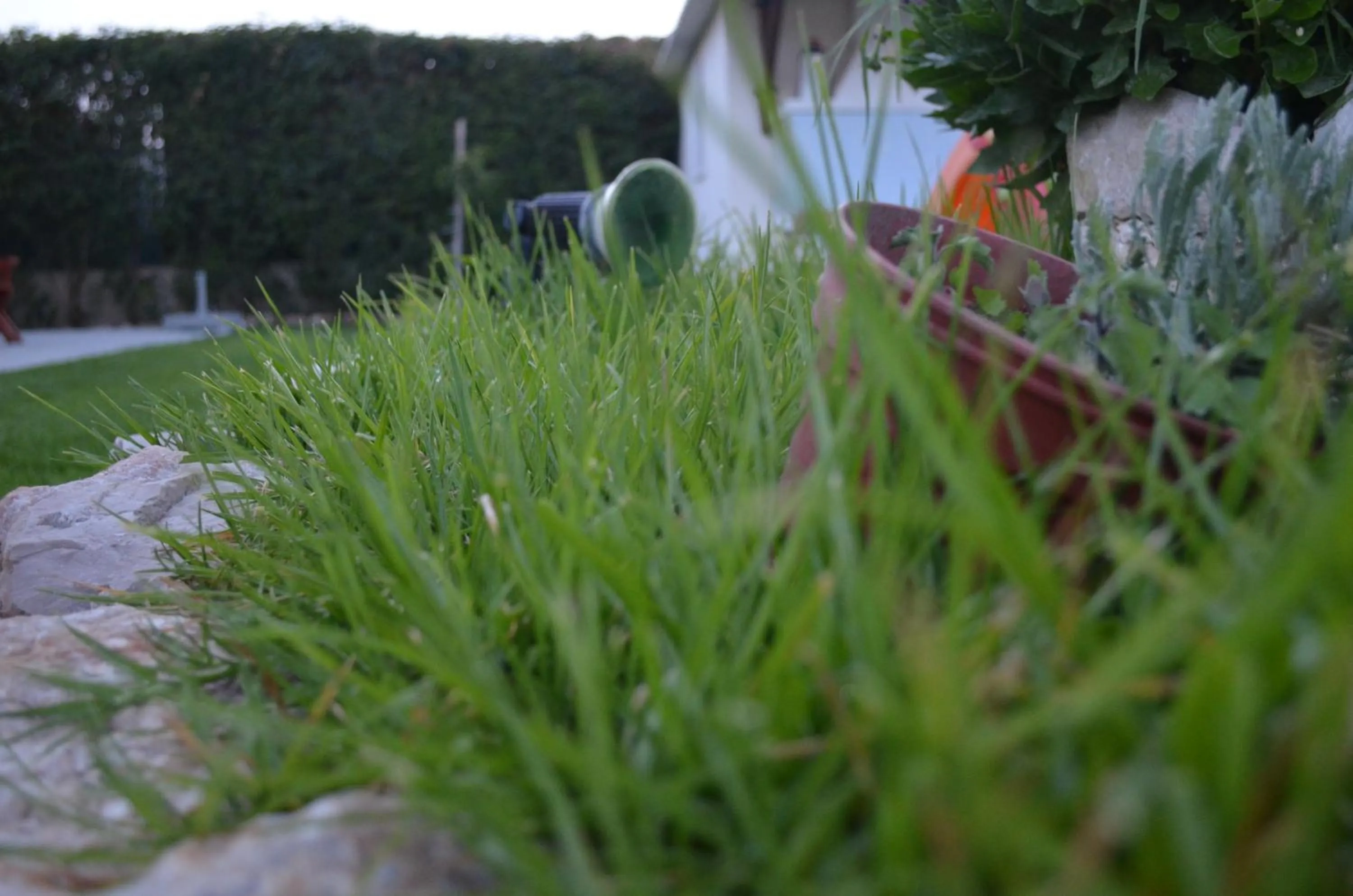 Garden in Kremasti Memories