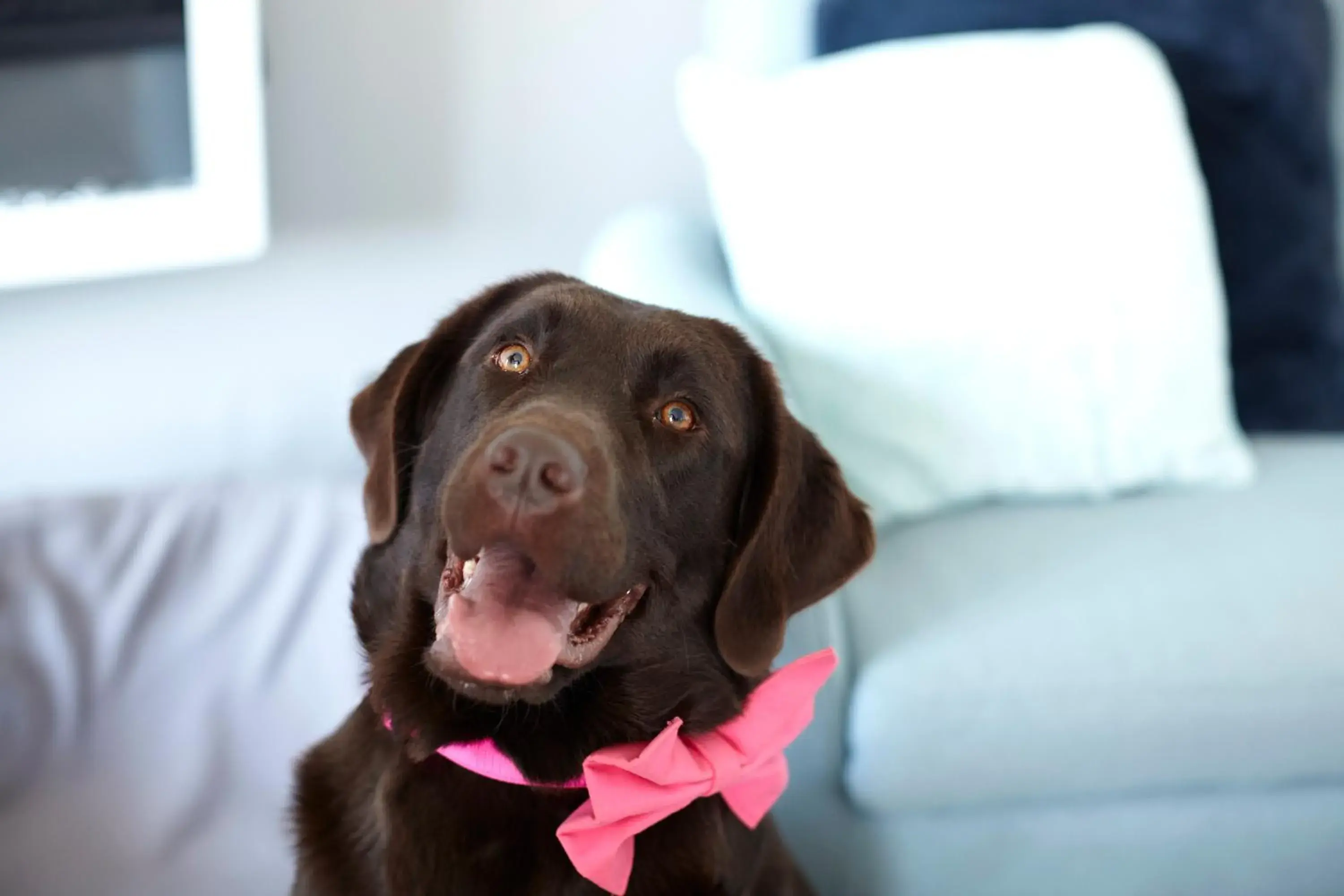 Lounge or bar in Luccombe Manor Country House Hotel Lounge or bar in Luccombe Manor Country House Hotel