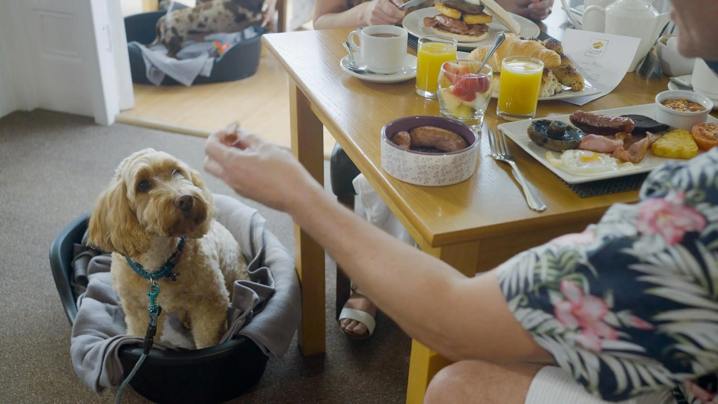 pet friendly in Luccombe Manor Country House Hotel