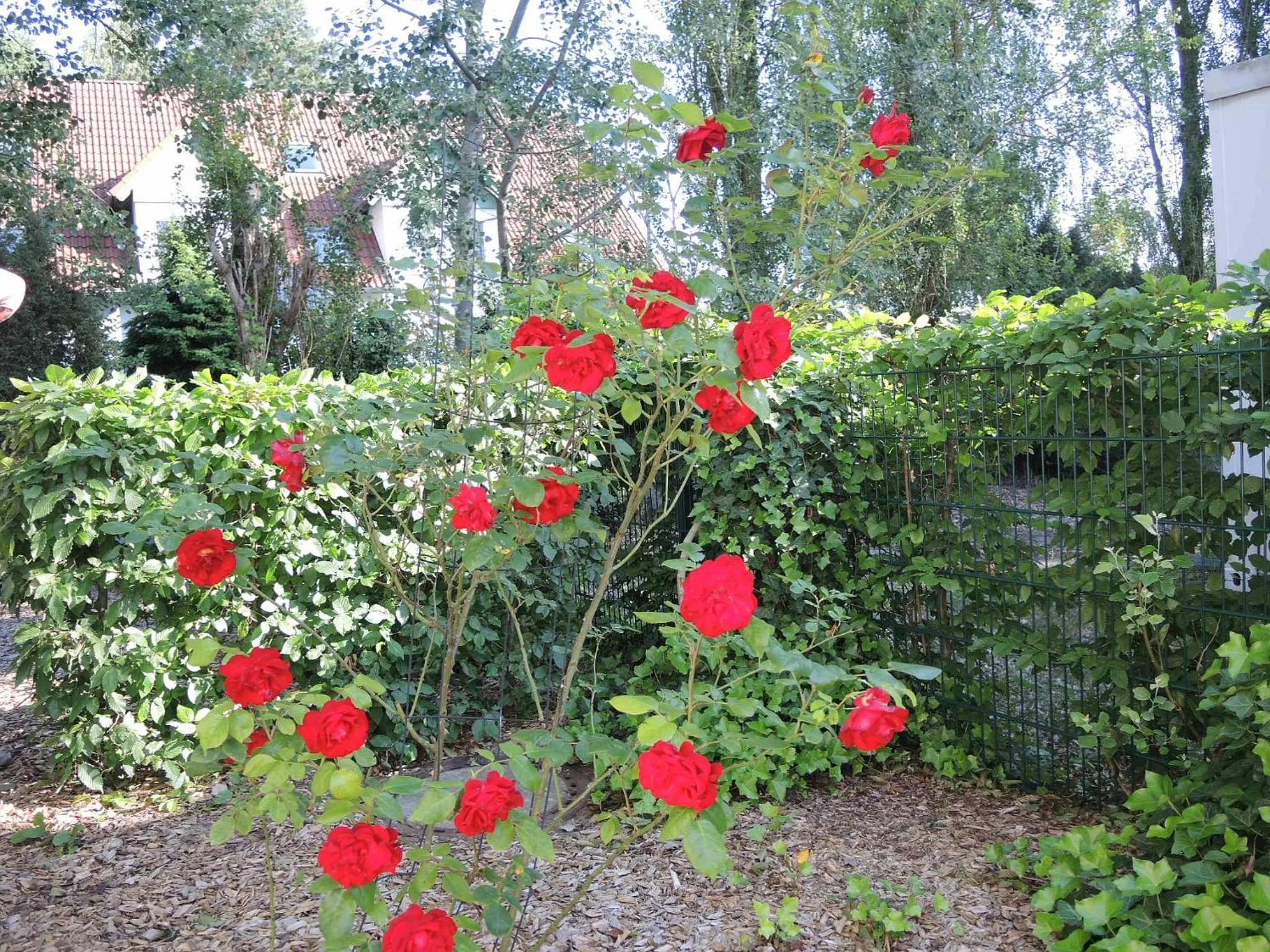 Garden in Usedom Bike Hotel & Suites