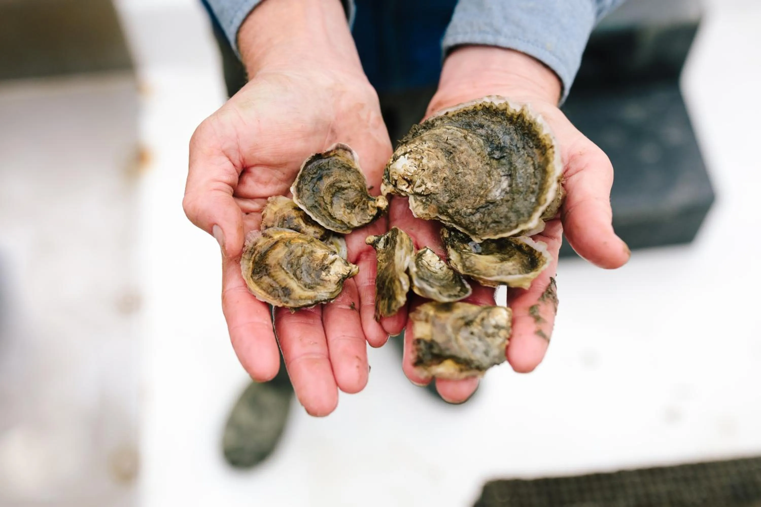 Activities in The Tides Inn