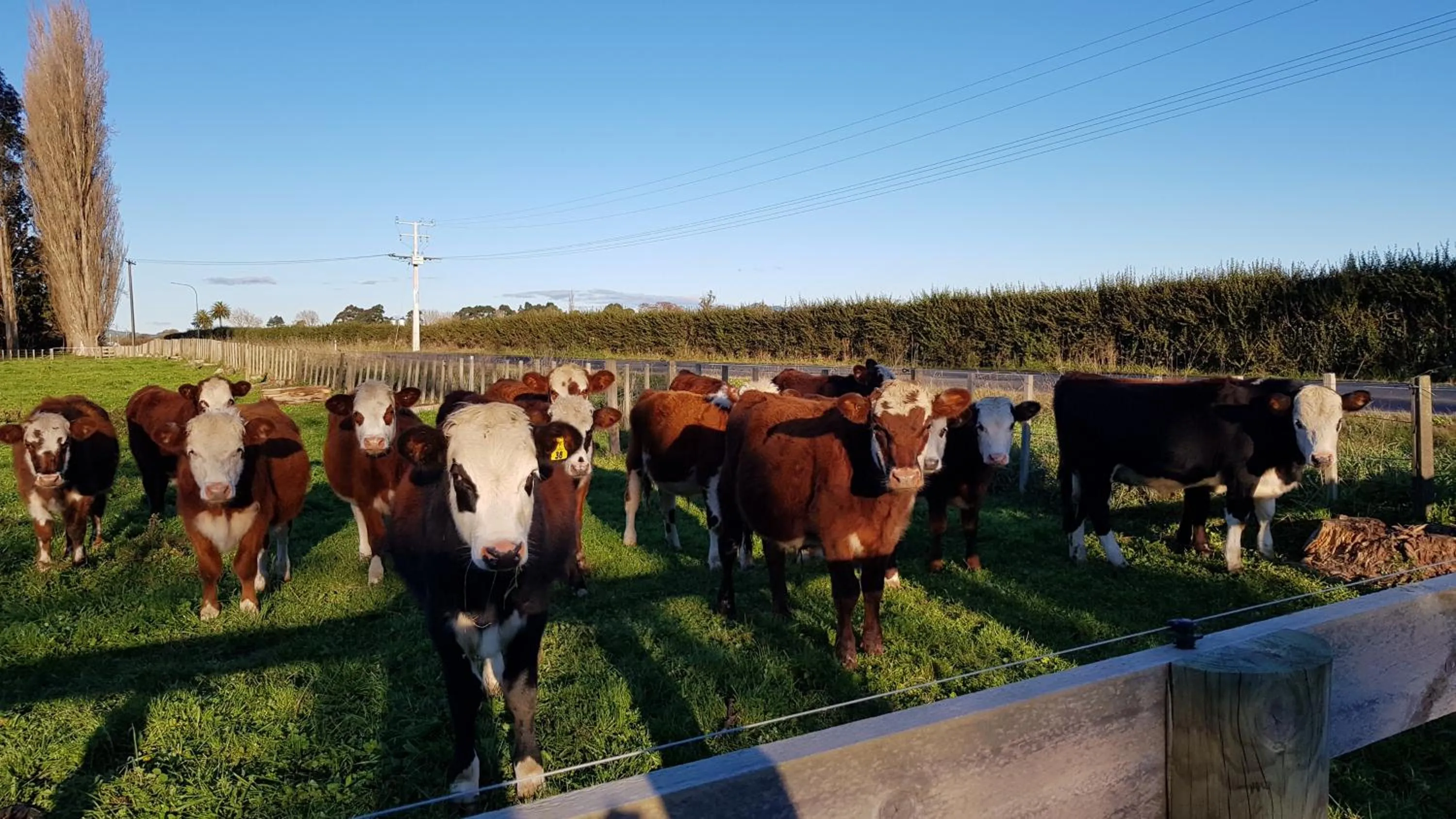 Animals in Bruntwoodlodge