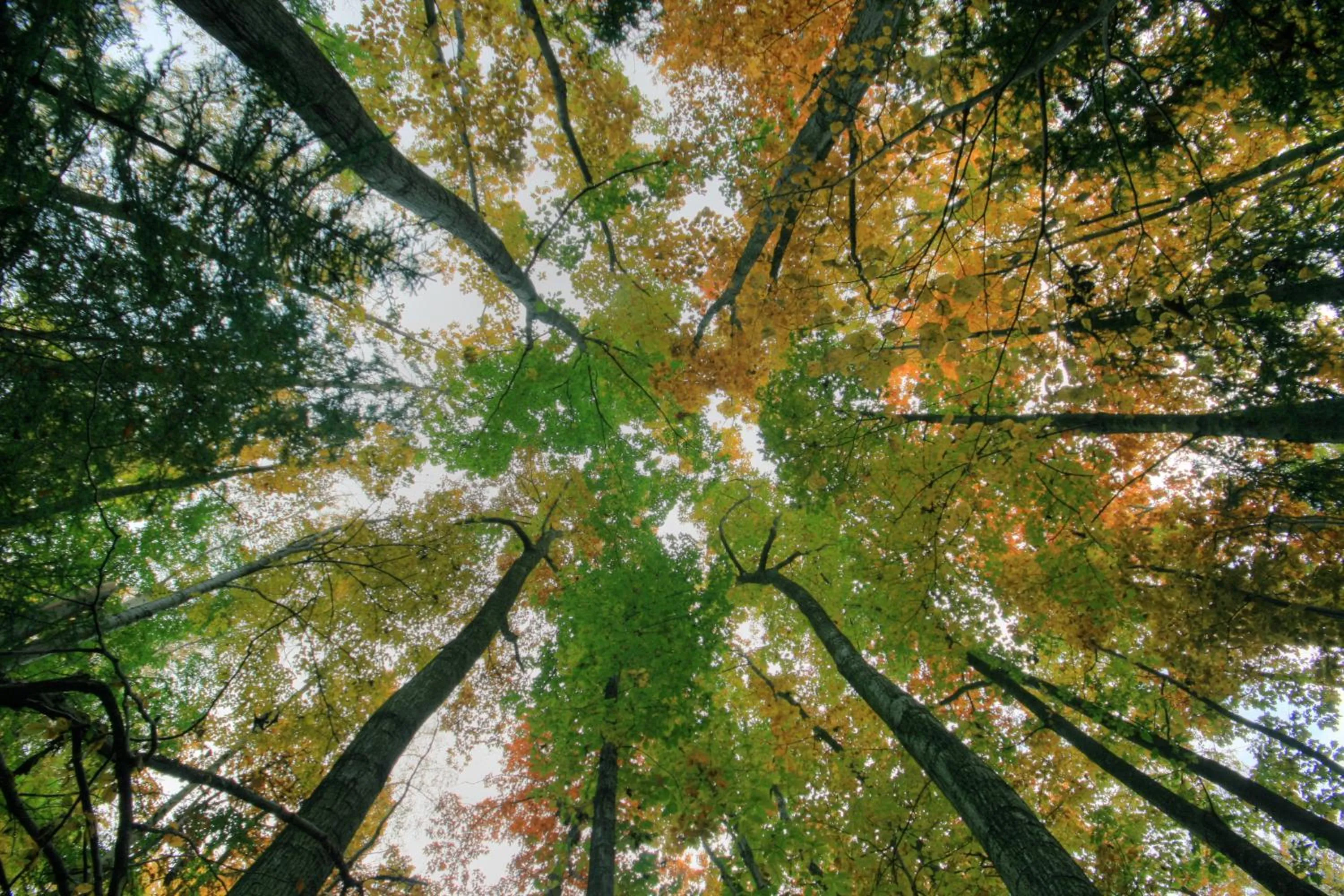 View (from property/room) in Hotel Restaurant - Häuserl im Wald Graz