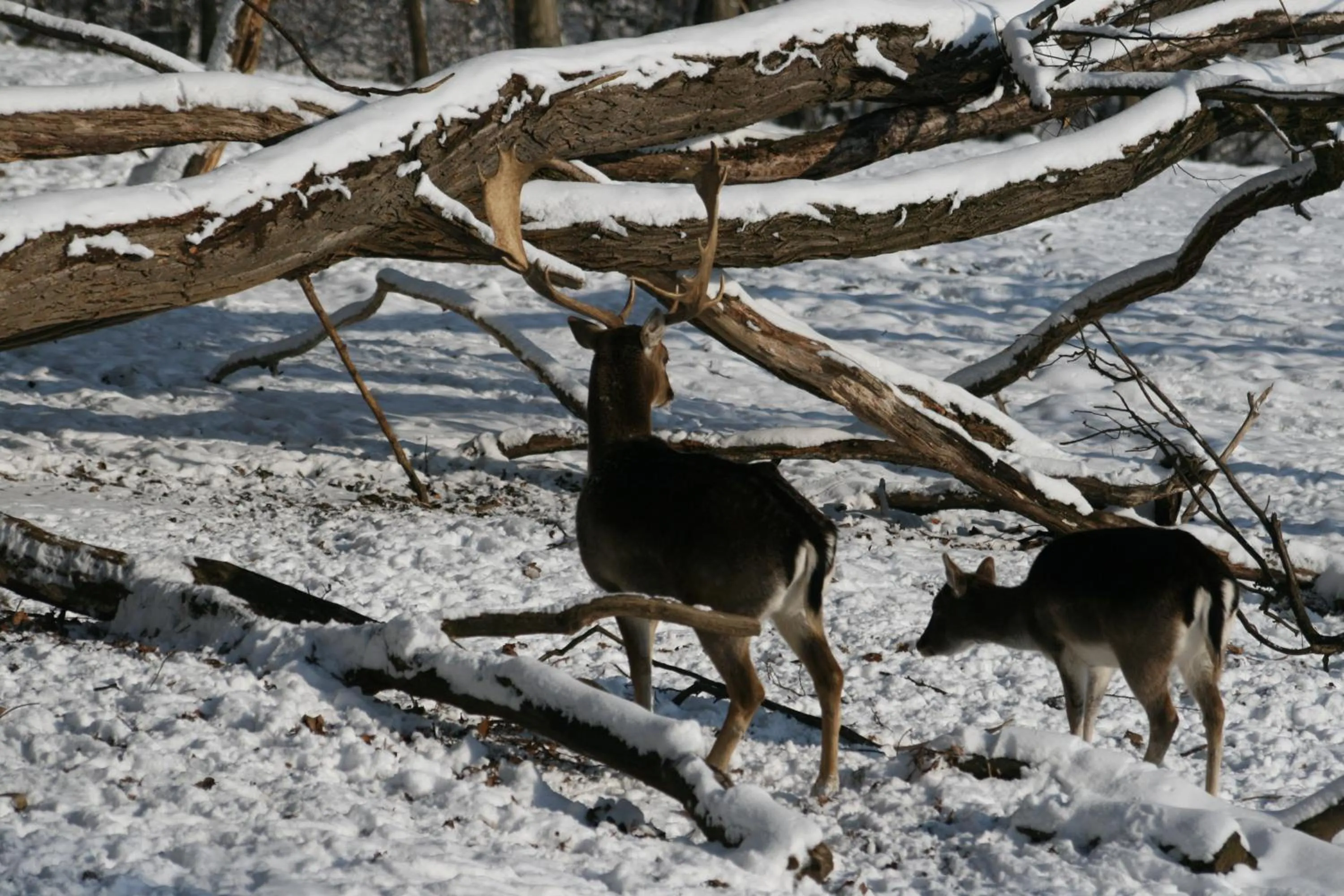 View (from property/room) in Hotel Restaurant - Häuserl im Wald Graz