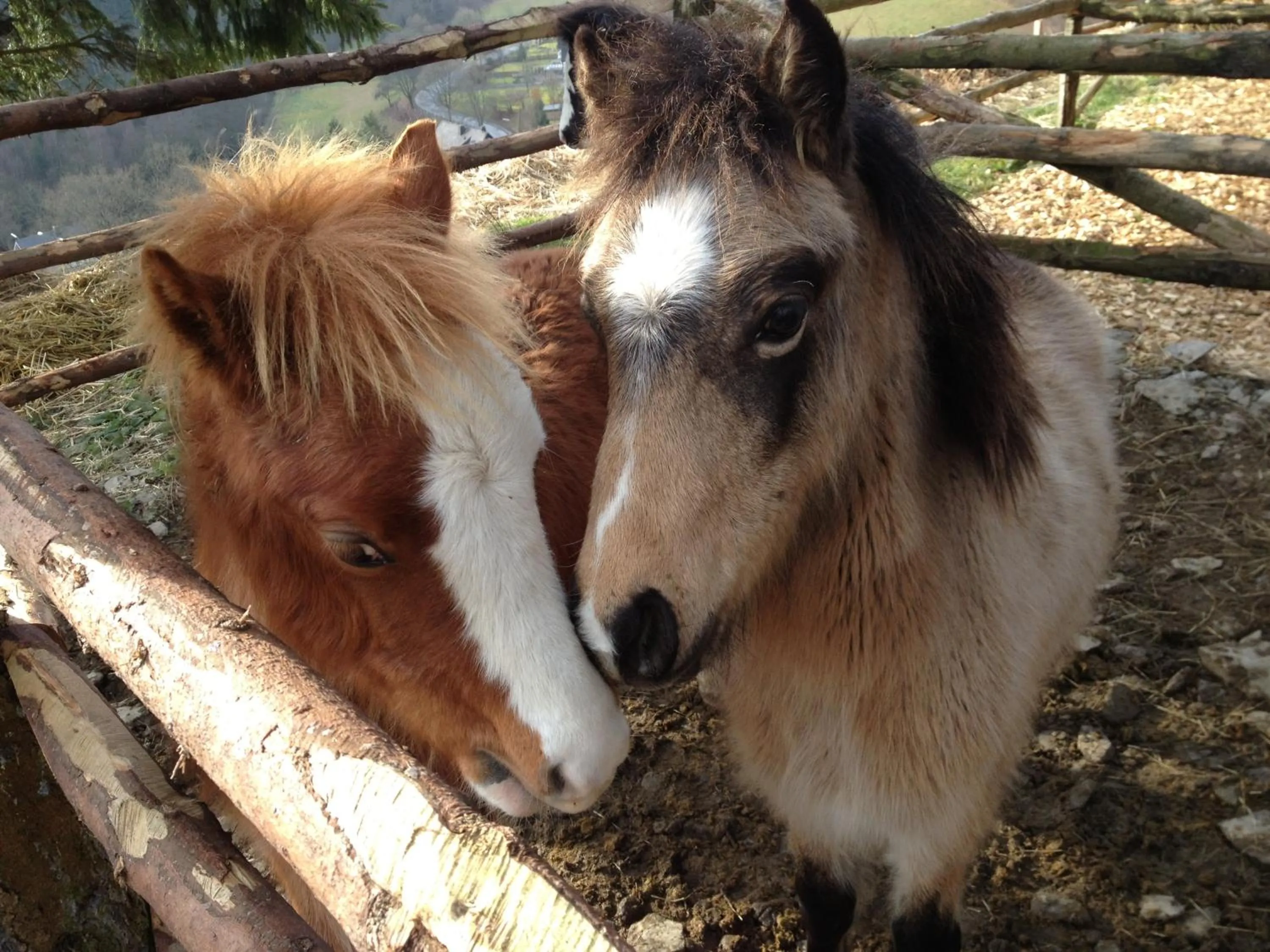 Other in Appart-Hotel Harmonie