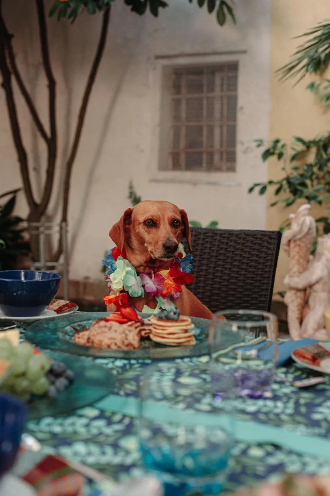 Animals in B&B La Corte