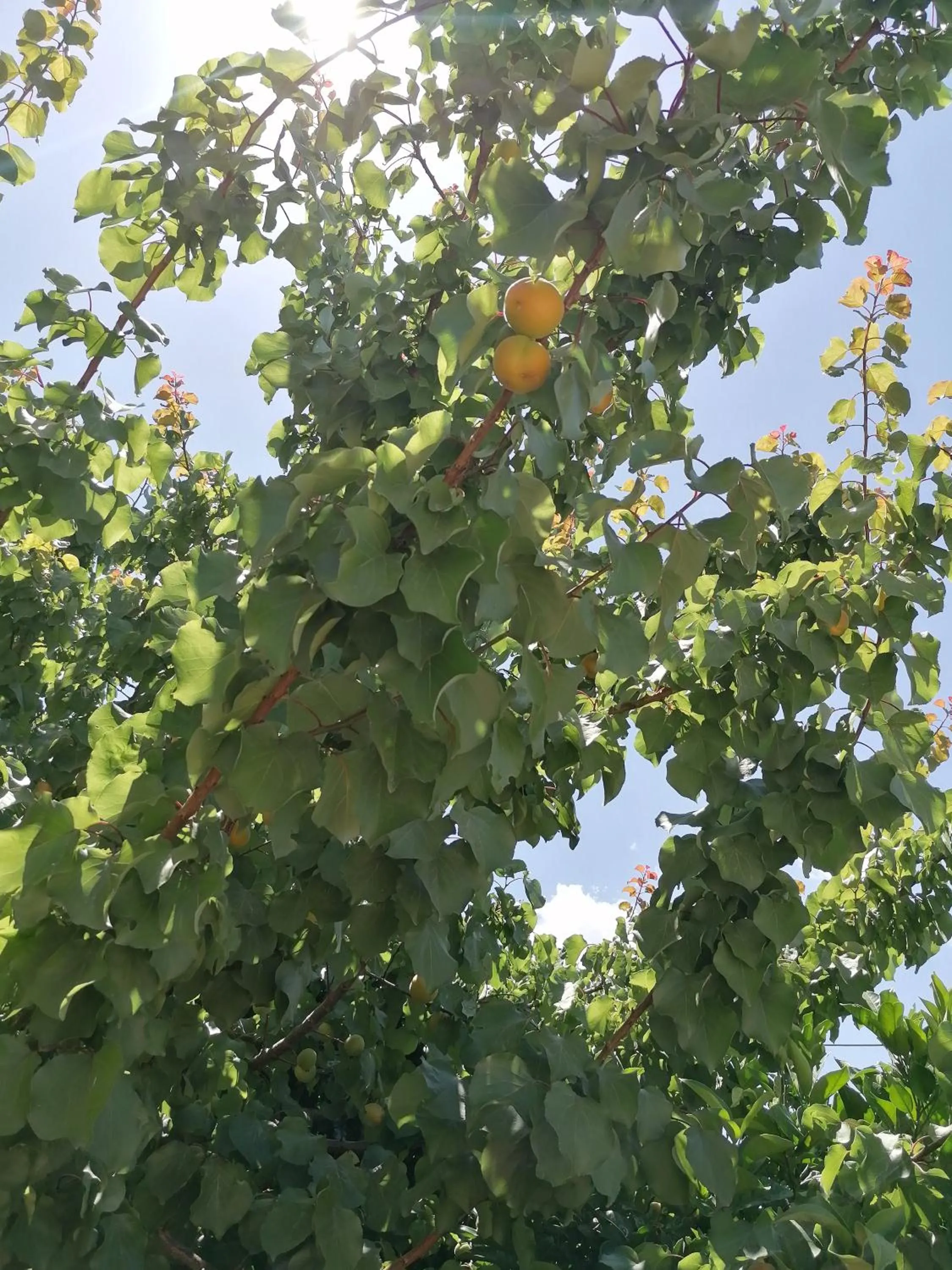 Villiana Holiday Apartments