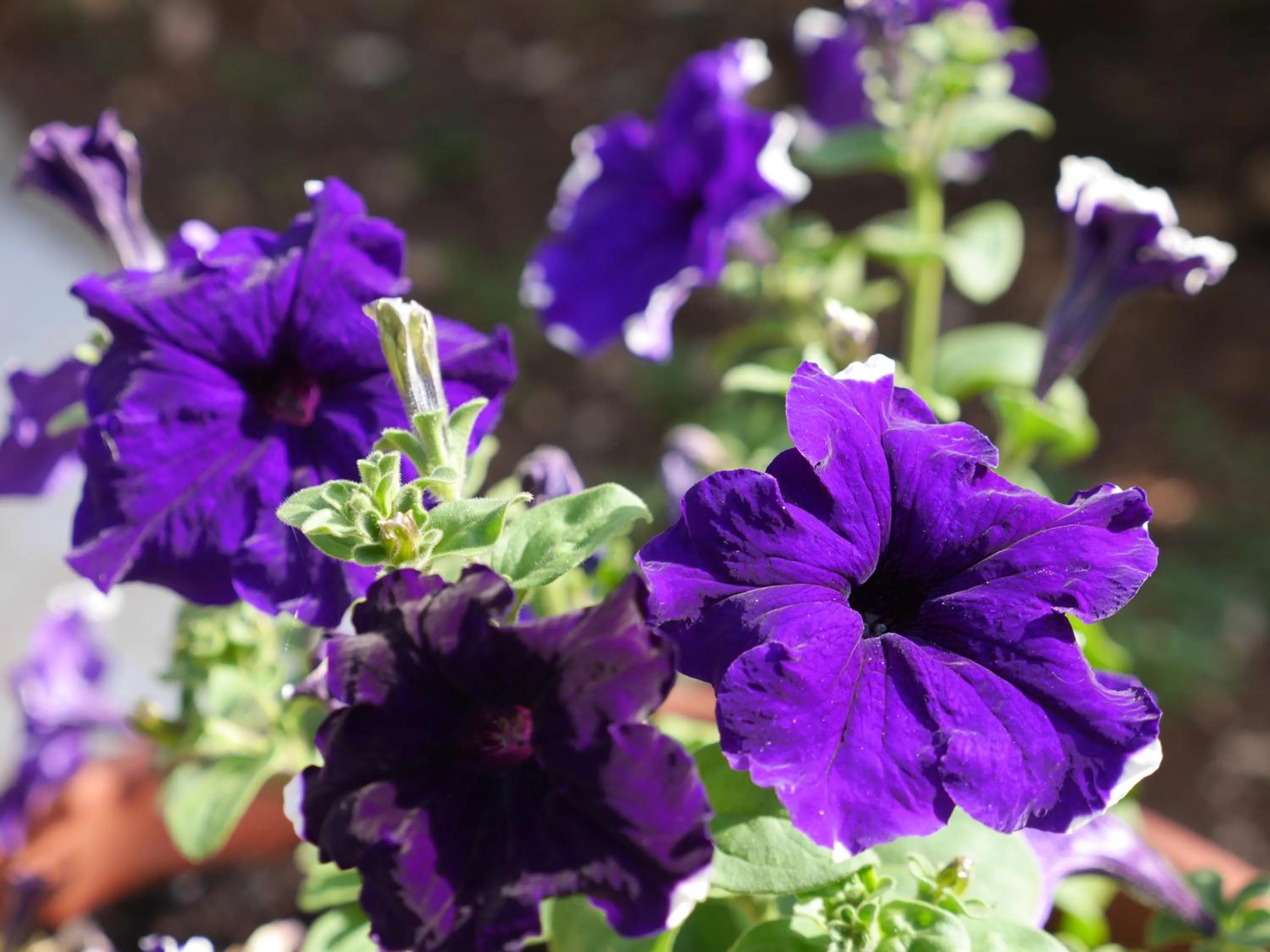 Decorative detail in B&B Bell'aria