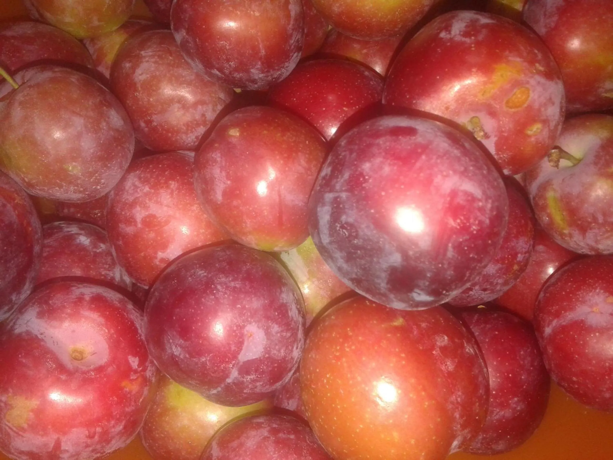 Food close-up in B&B Bell'aria