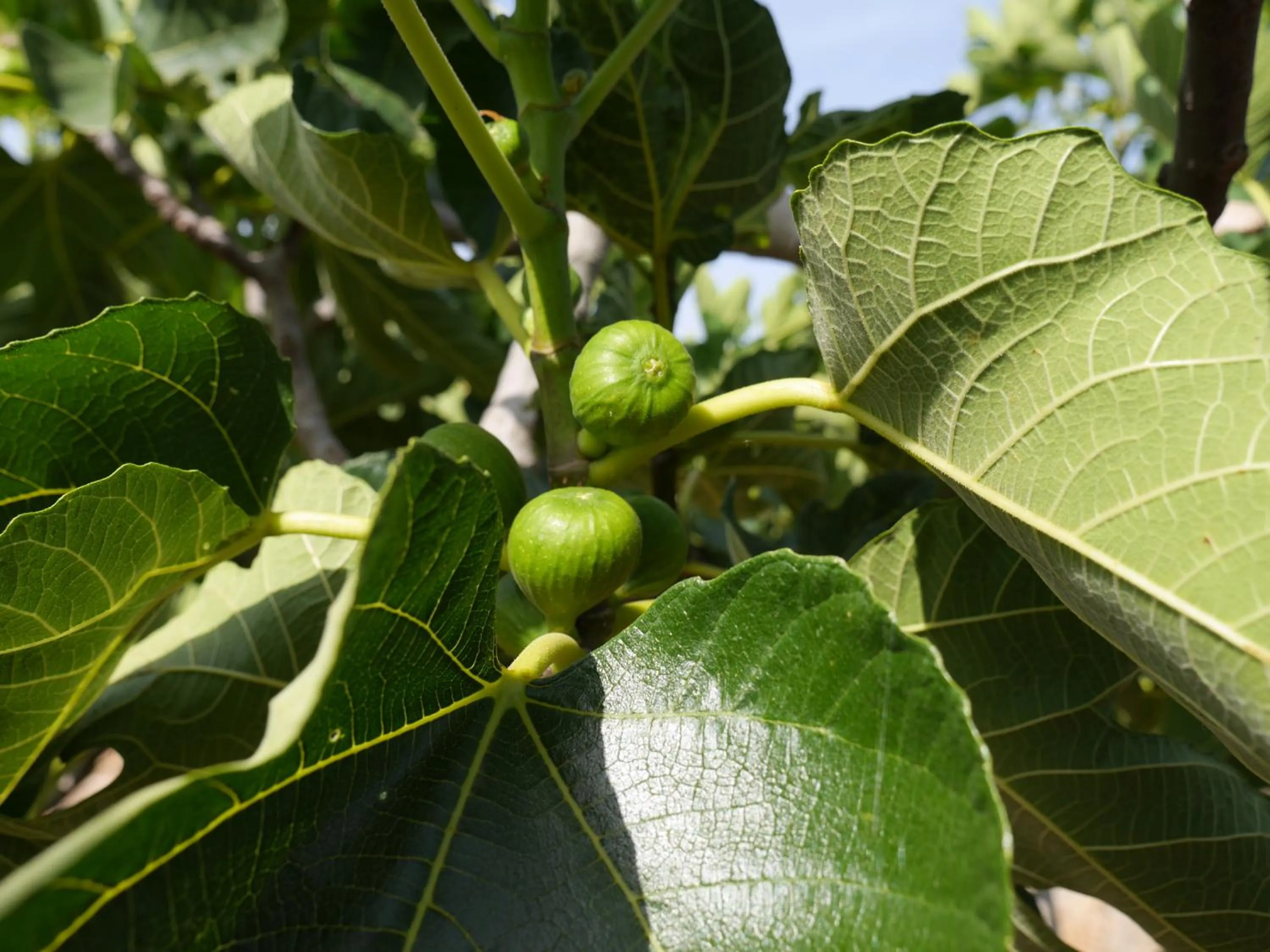 Food and drinks in B&B Bell'aria