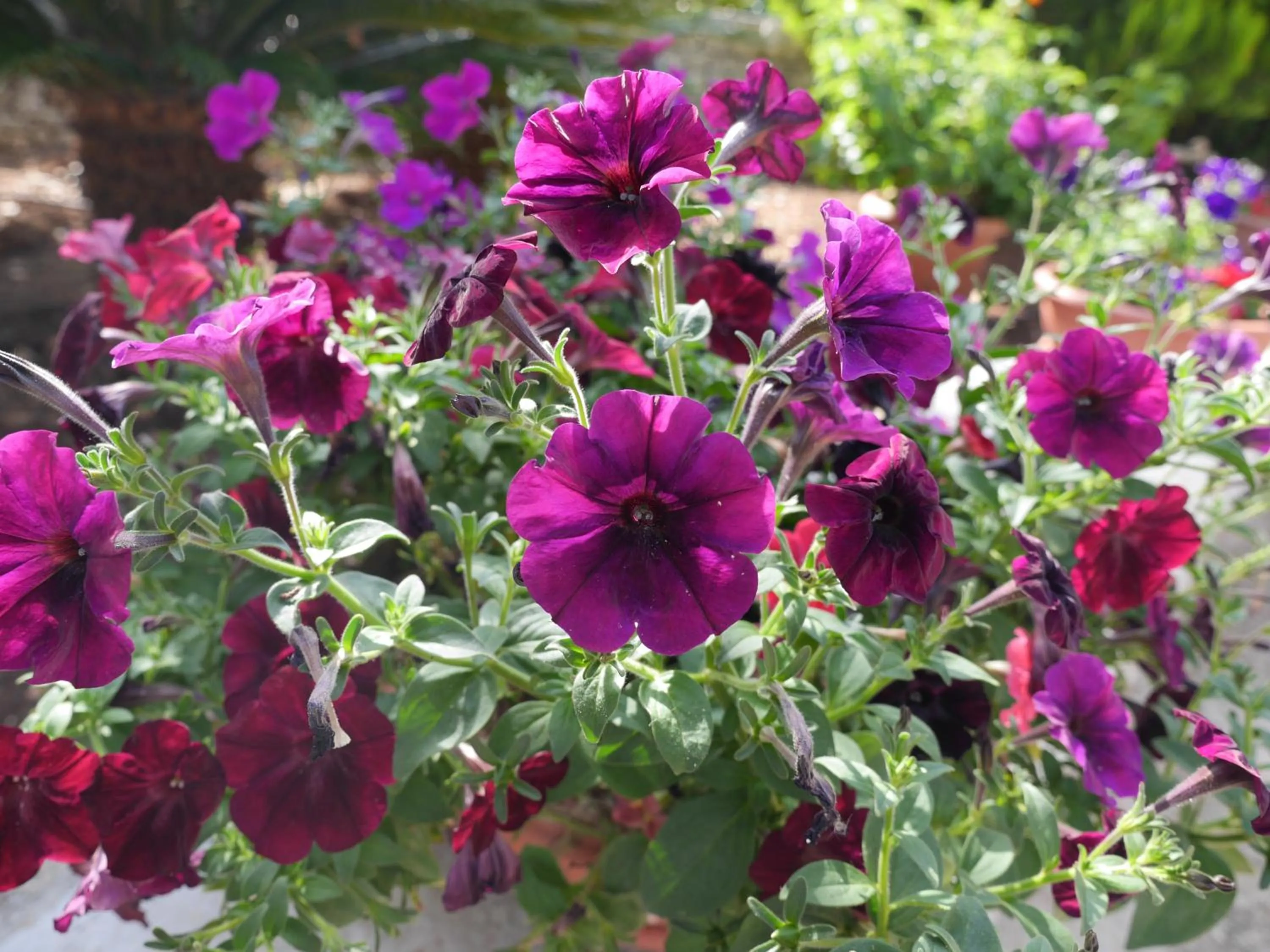 Decorative detail in B&B Bell'aria