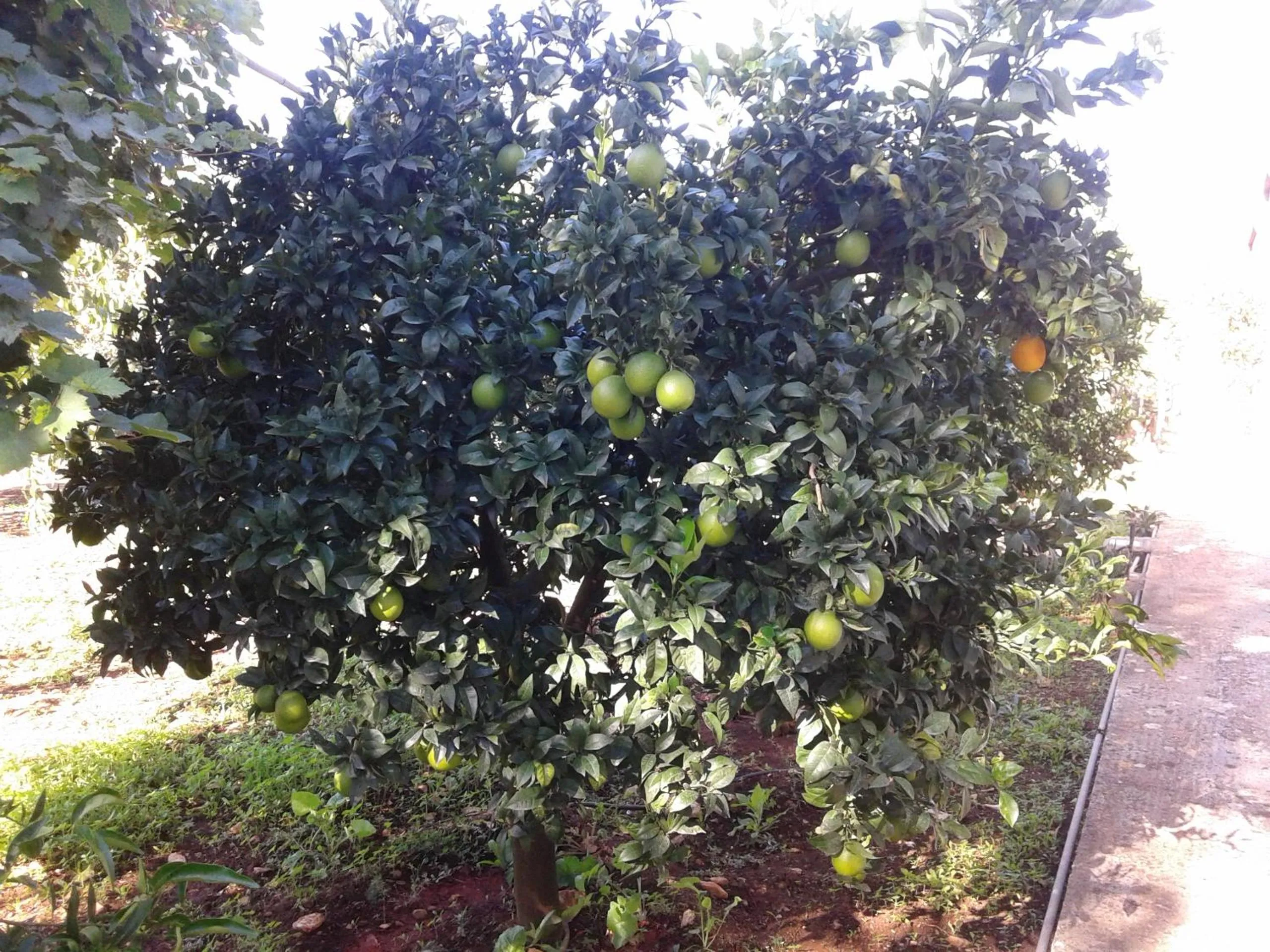 Food and drinks in B&B Bell'aria