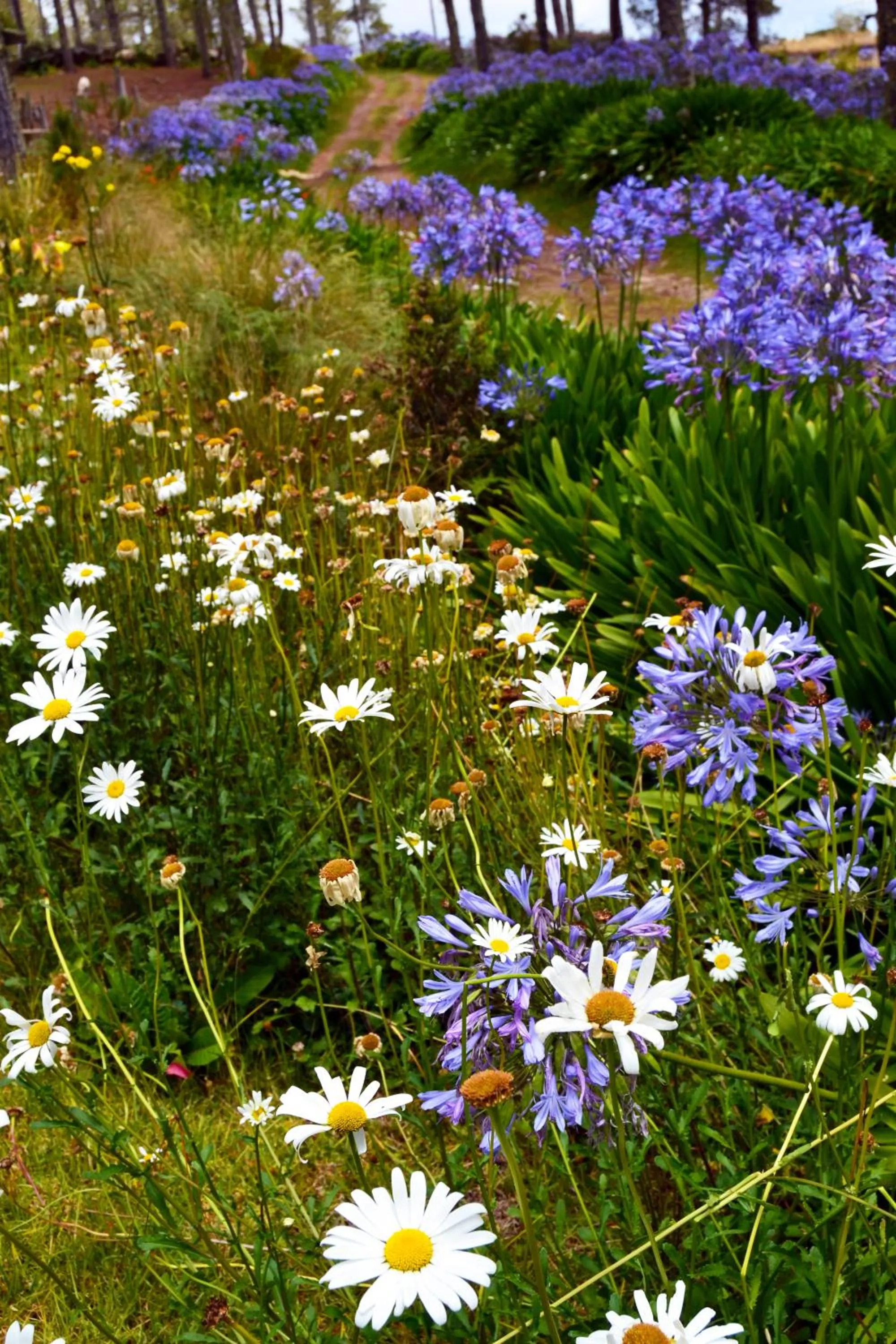 Inner courtyard view in Villa Pajon Eco Lodge