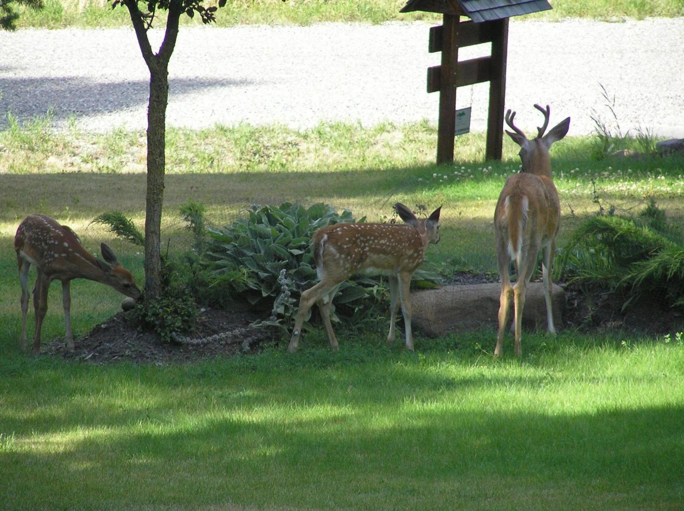 Garden view in End of the road B & B