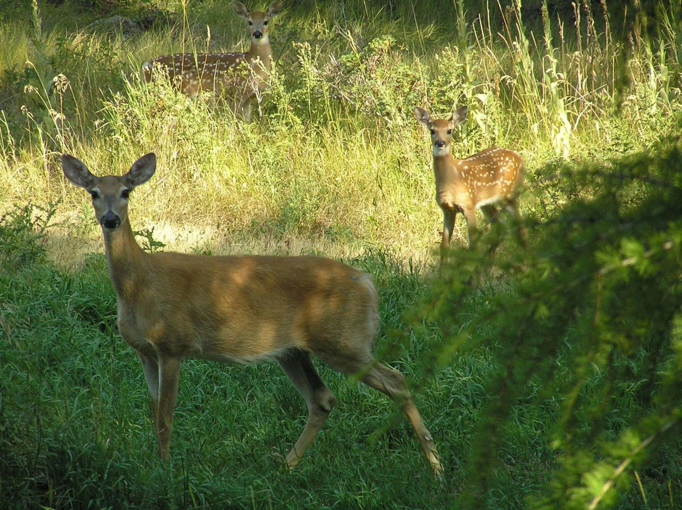 Animals in End of the road B & B