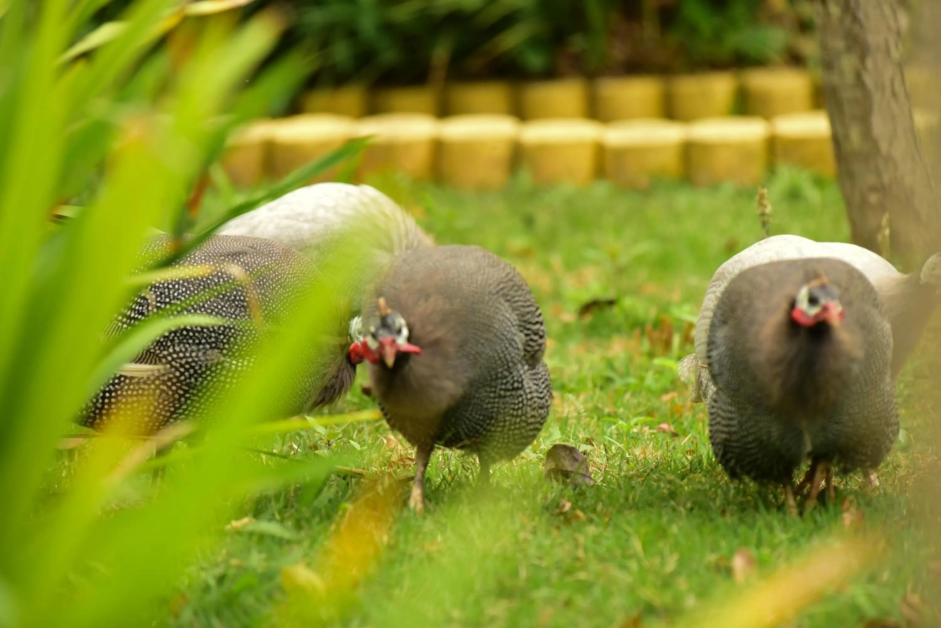 Pousada Chácara Rio Jordão