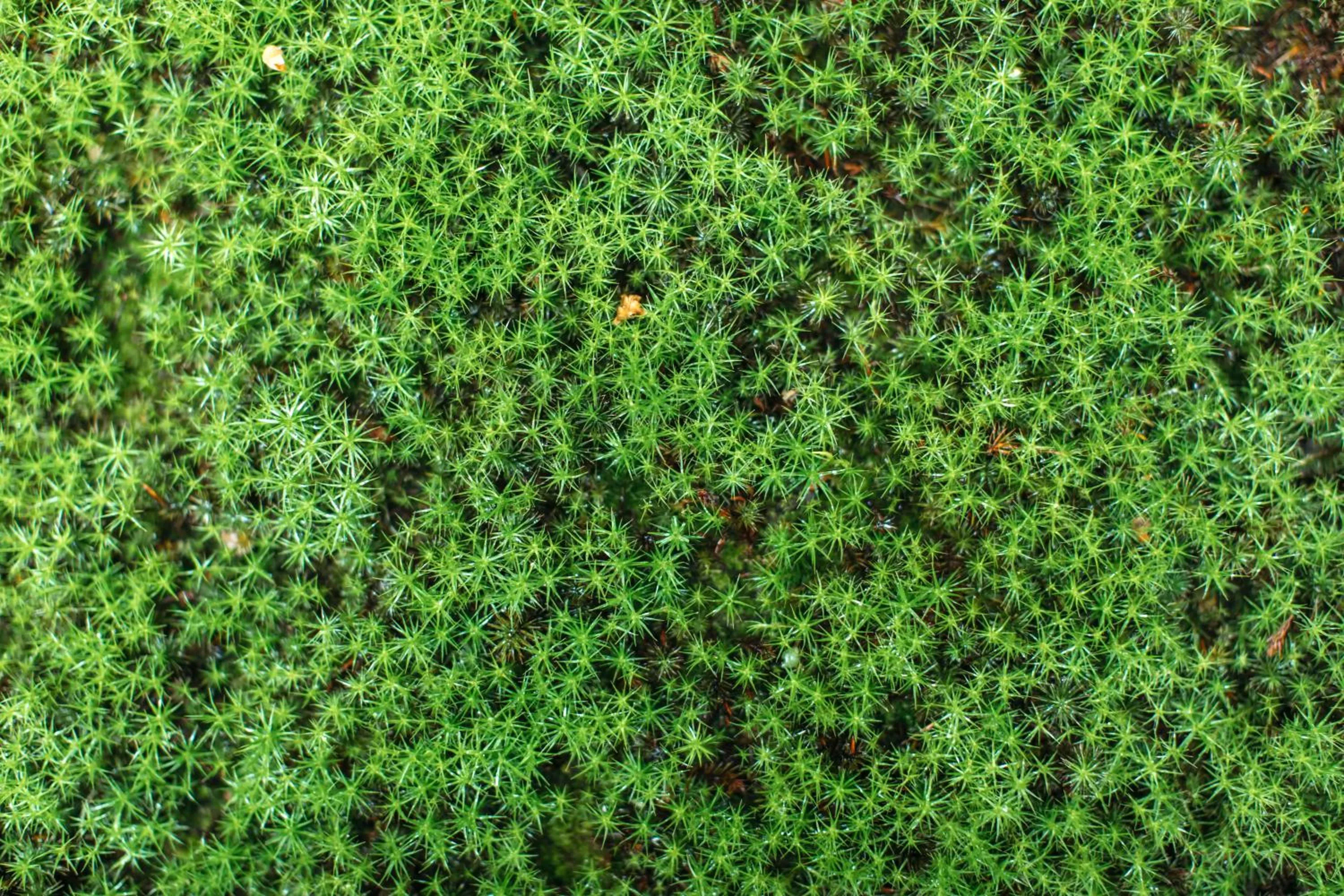 Natural landscape in Toshiharu Ryokan
