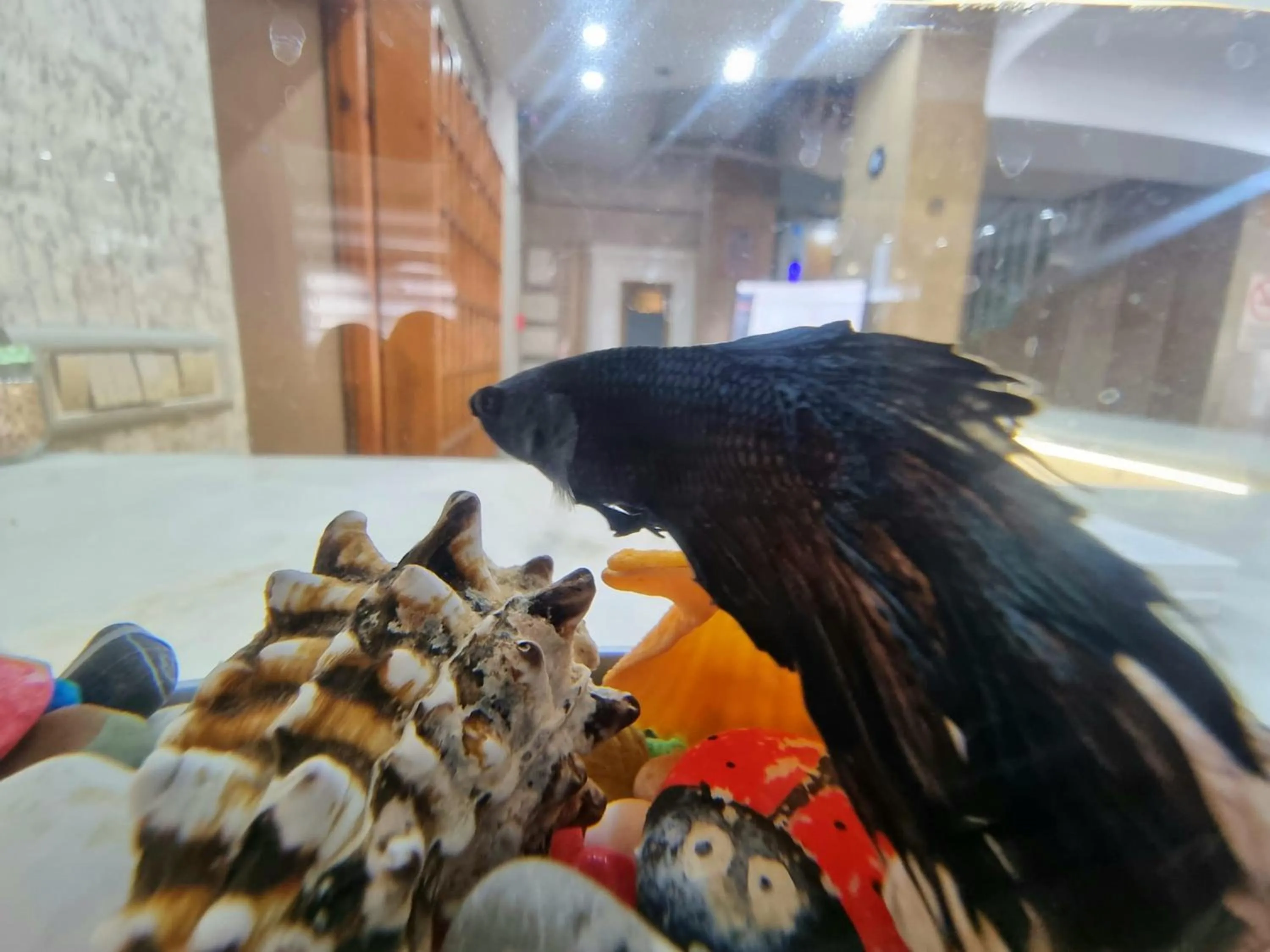 Lobby or reception in Europa Hotel Selale