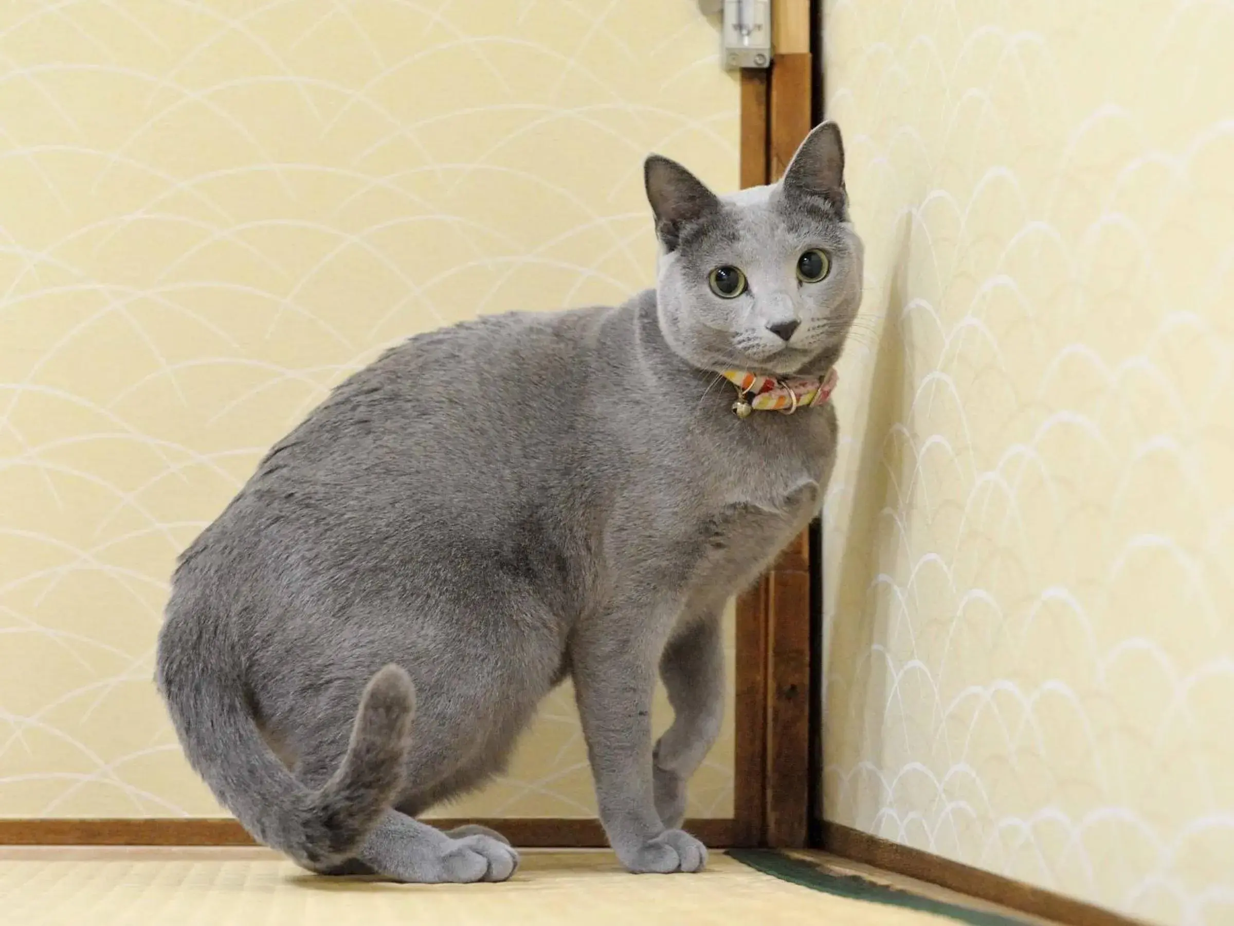 Pets in Fujiya Ryokan