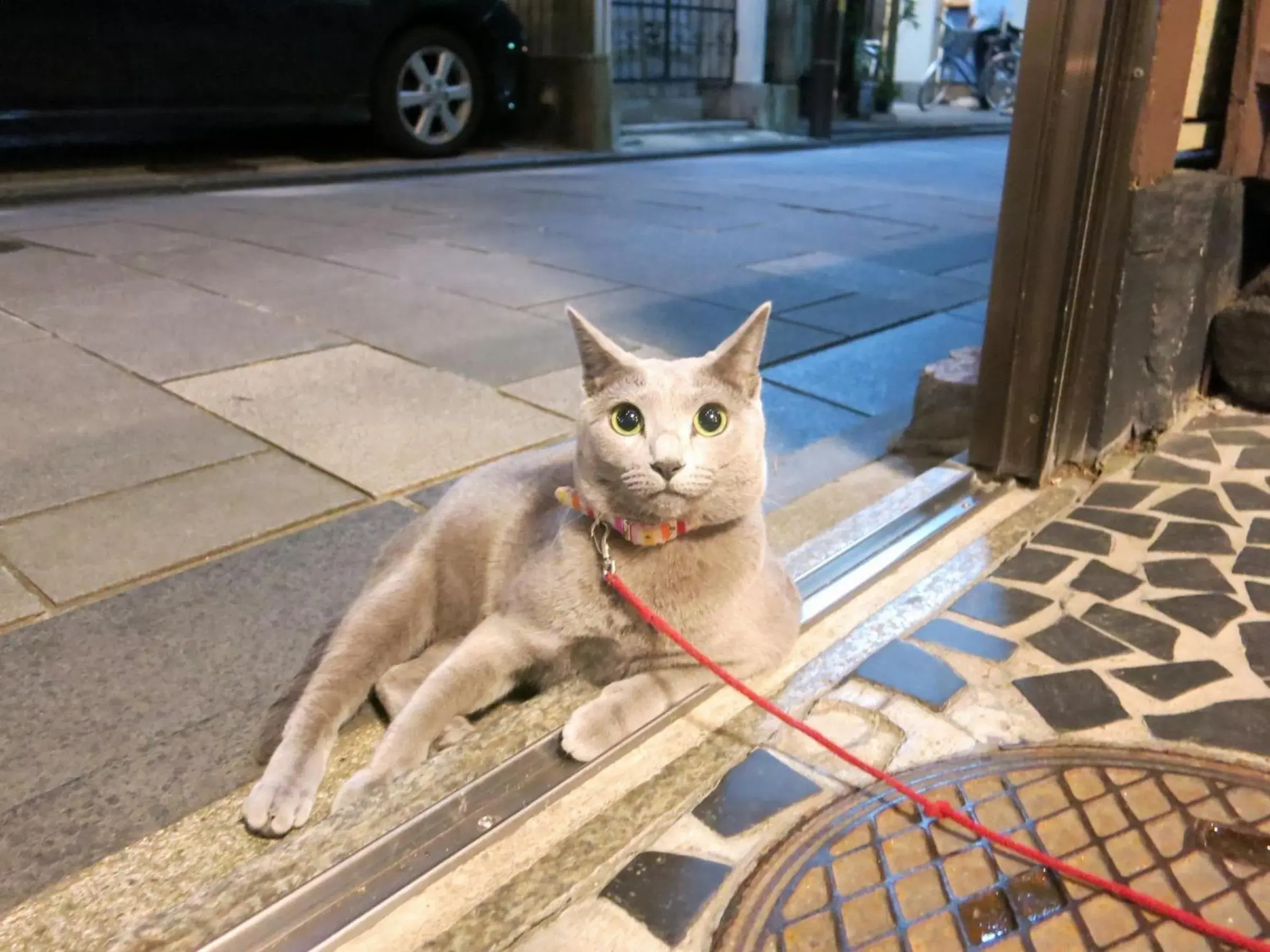 Pets in Fujiya Ryokan