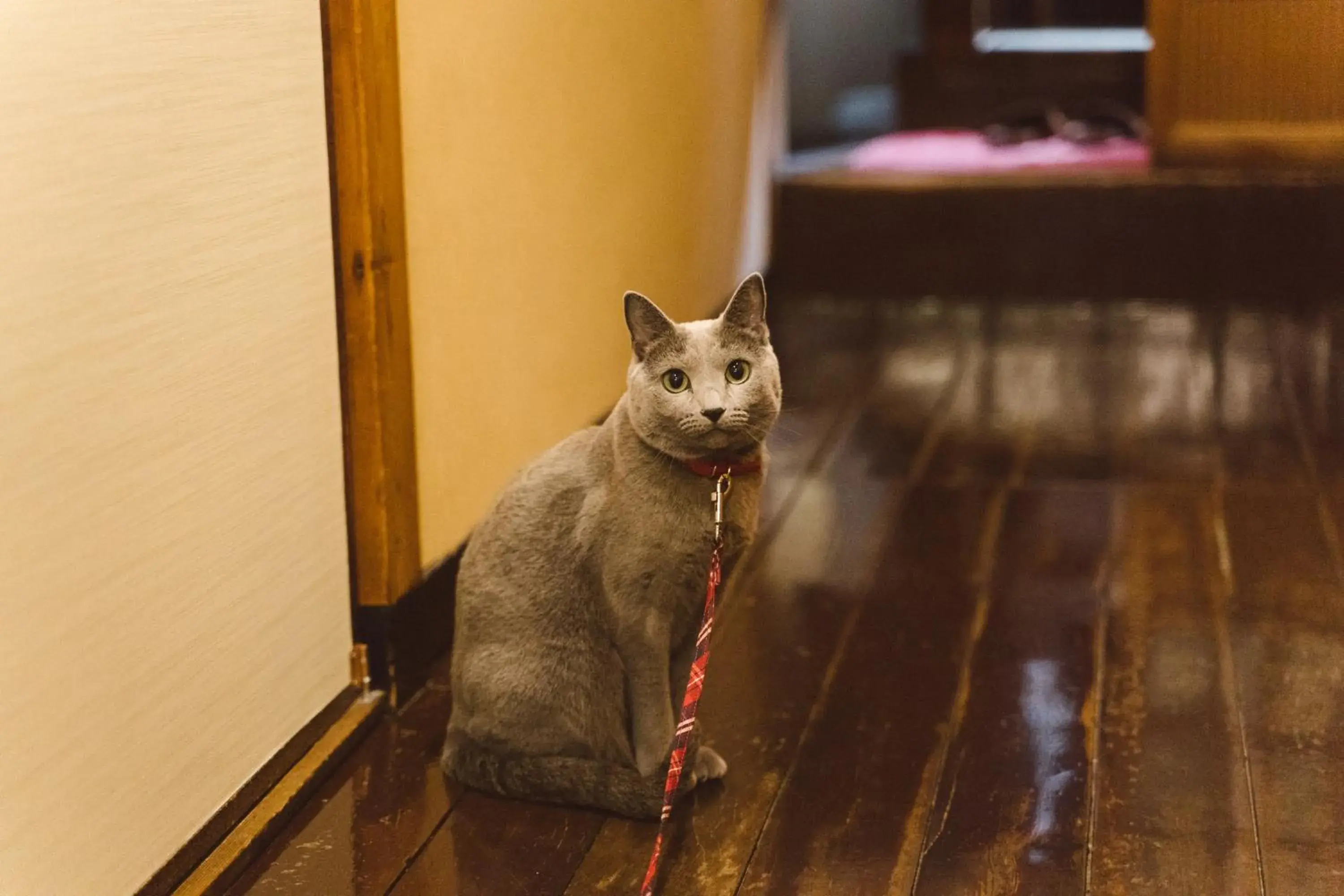 Pets in Fujiya Ryokan