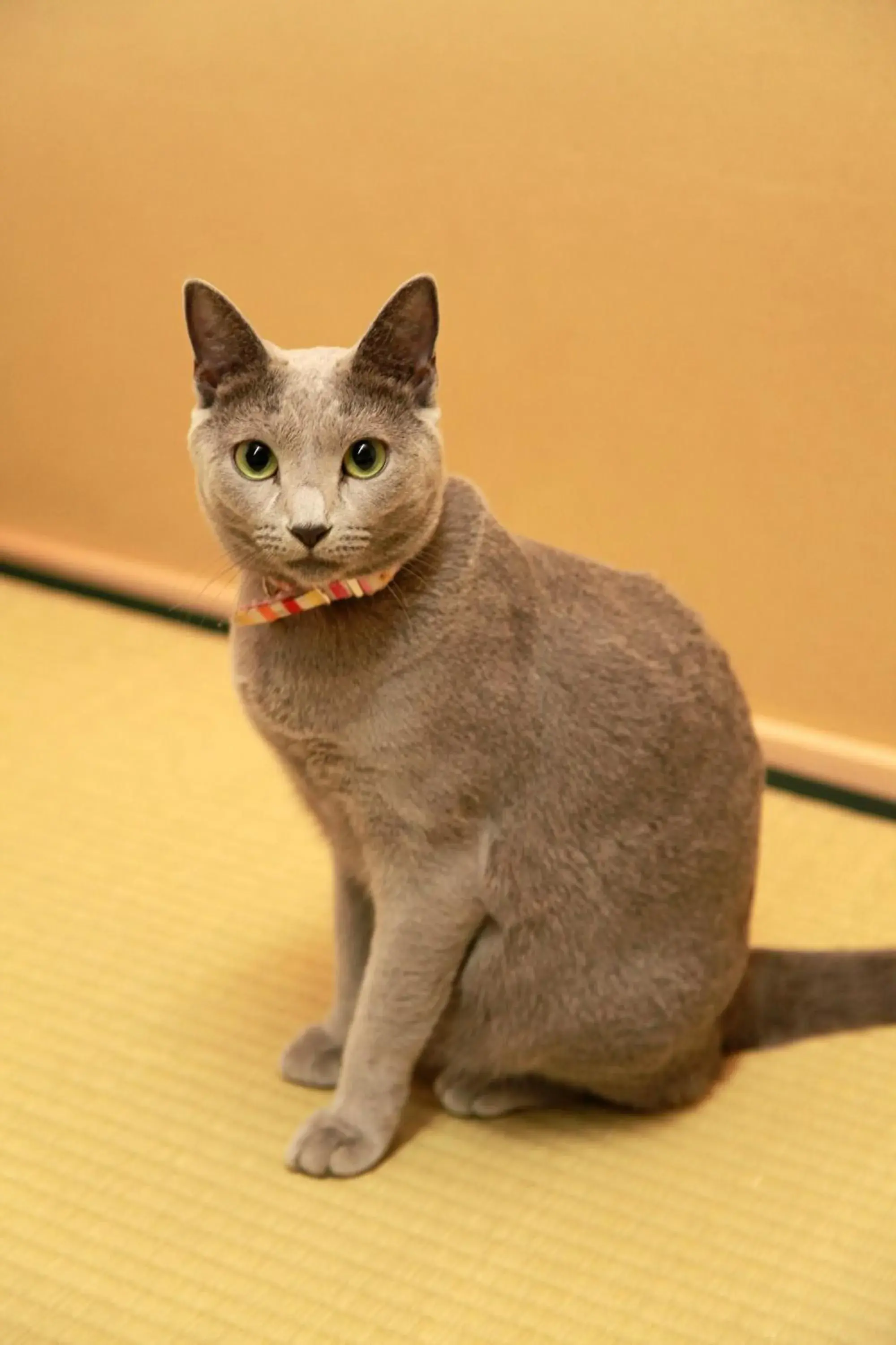 Pets in Fujiya Ryokan