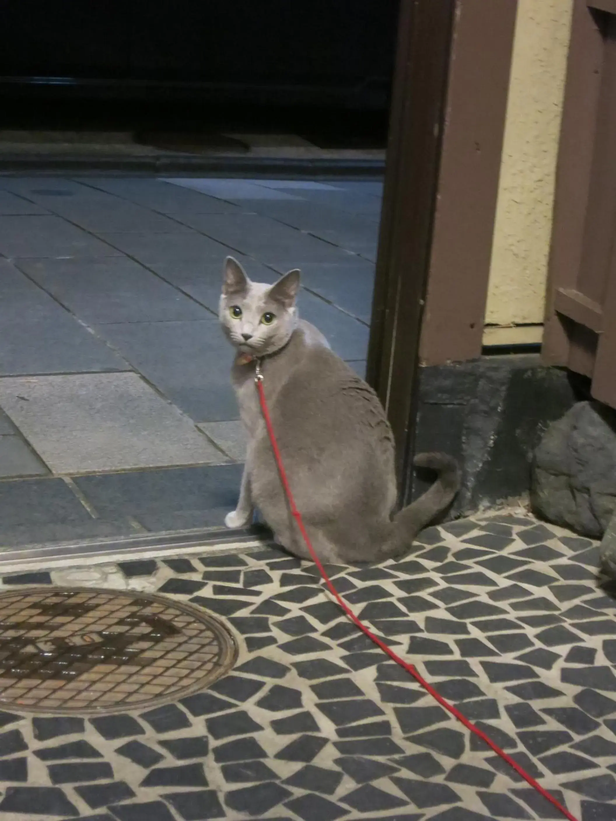 Other, Pets in Fujiya Ryokan