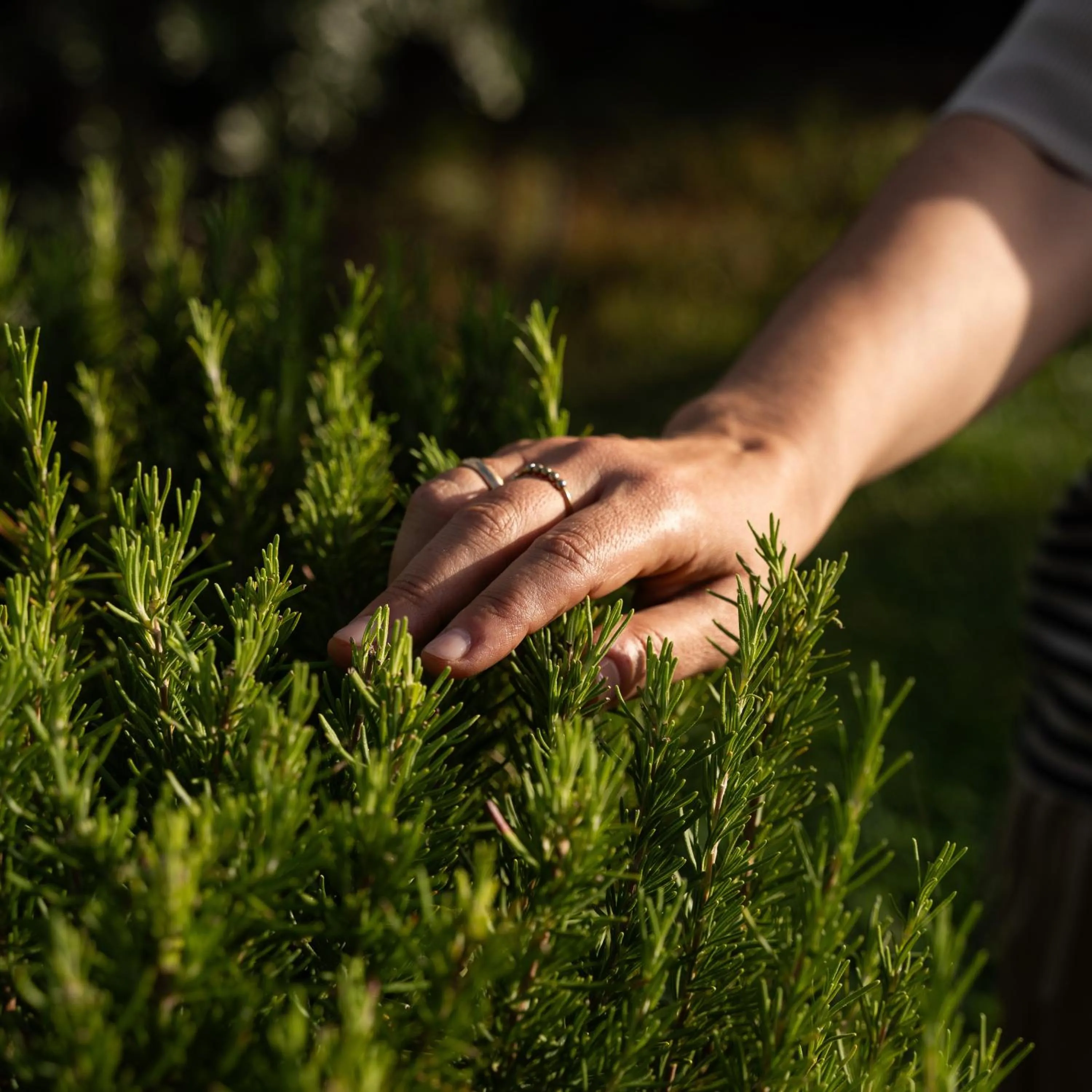 Garden in Fonte De' Medici