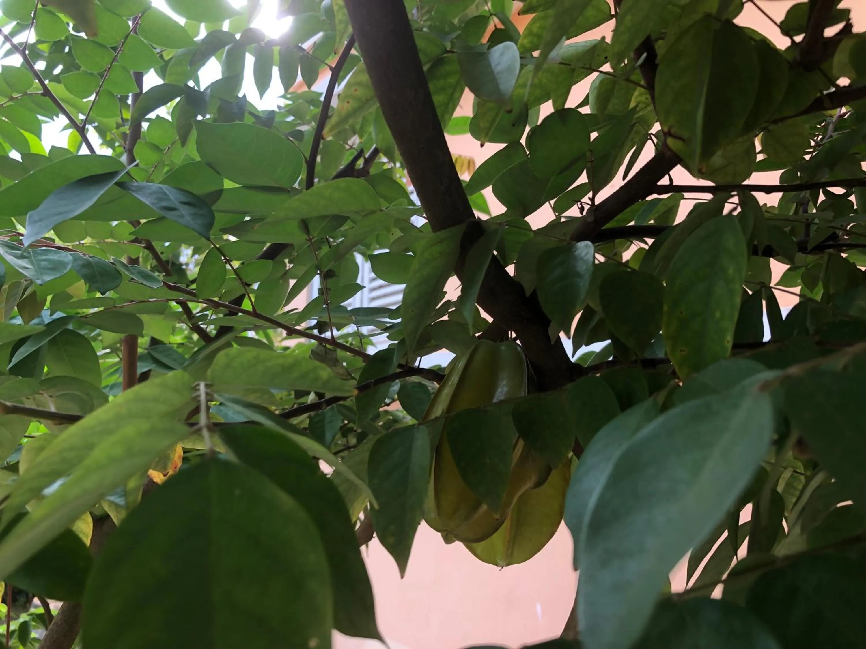 Garden view in Casa de Ferias