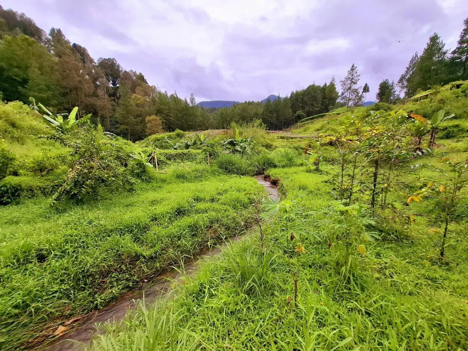 Inner courtyard view in Ciwidey Jungle Camp & Villa Inner courtyard view in Ciwidey Jungle Camp & Villa