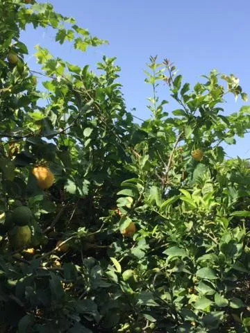 Garden in Stanza in Villa con giardino vista mare