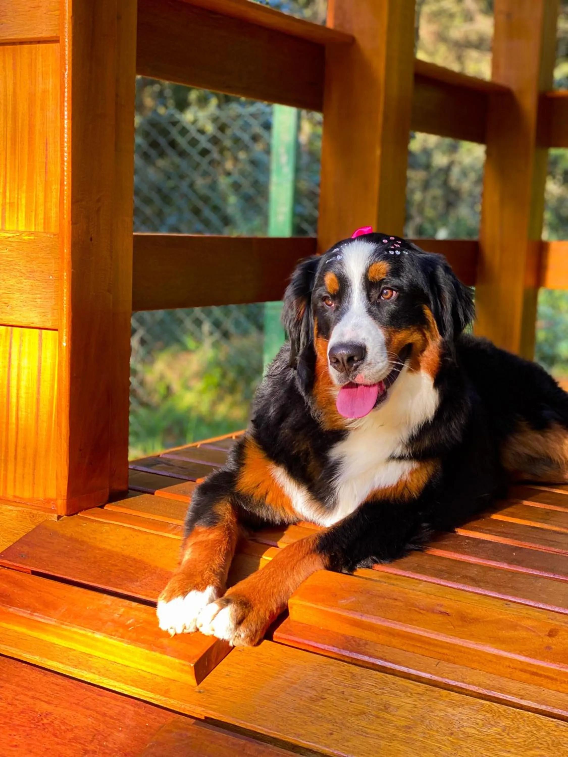 Pets in Pousada O Cantinho da Raposa