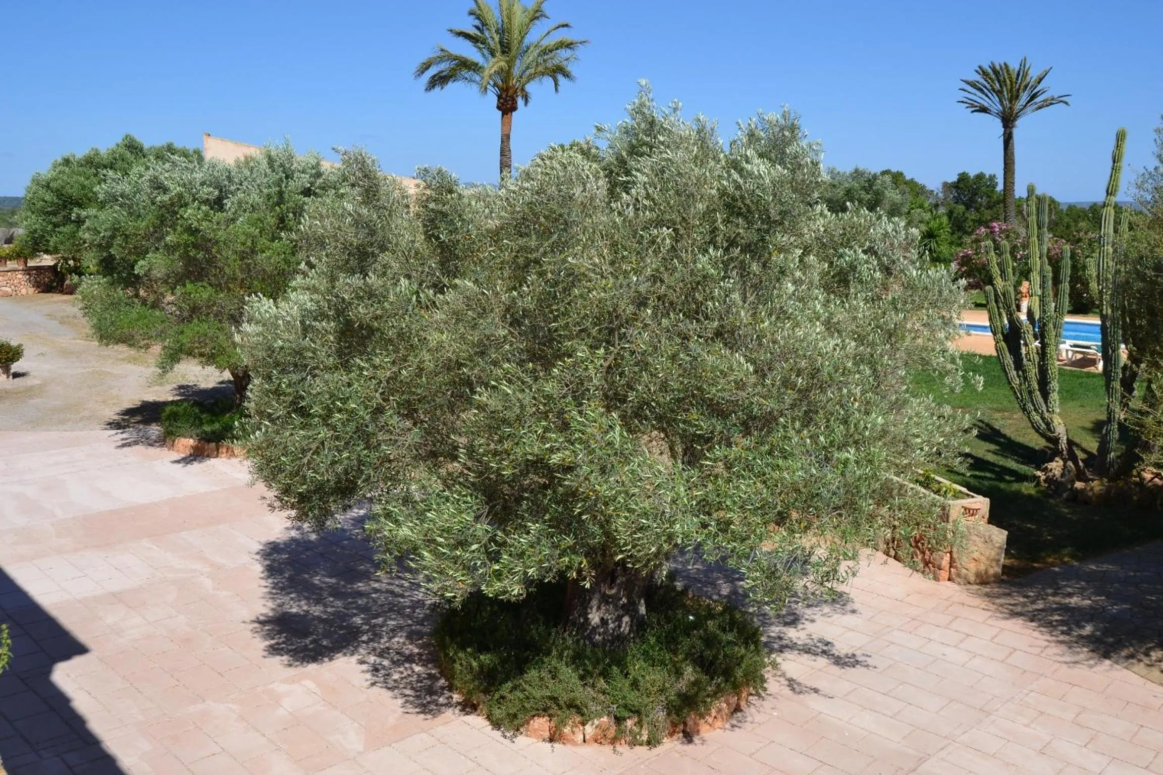 Off site in Agroturismo Finca Son Sala