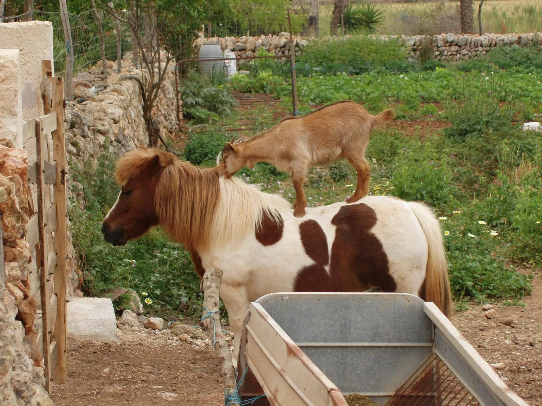 Other in Agroturismo Finca Son Sala