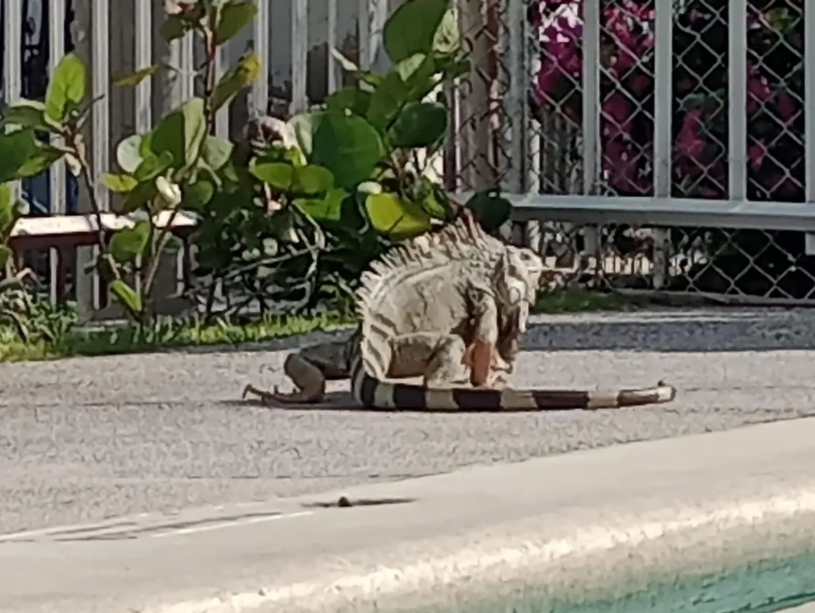 Animals in Hotel Los Veleros Santa Marta