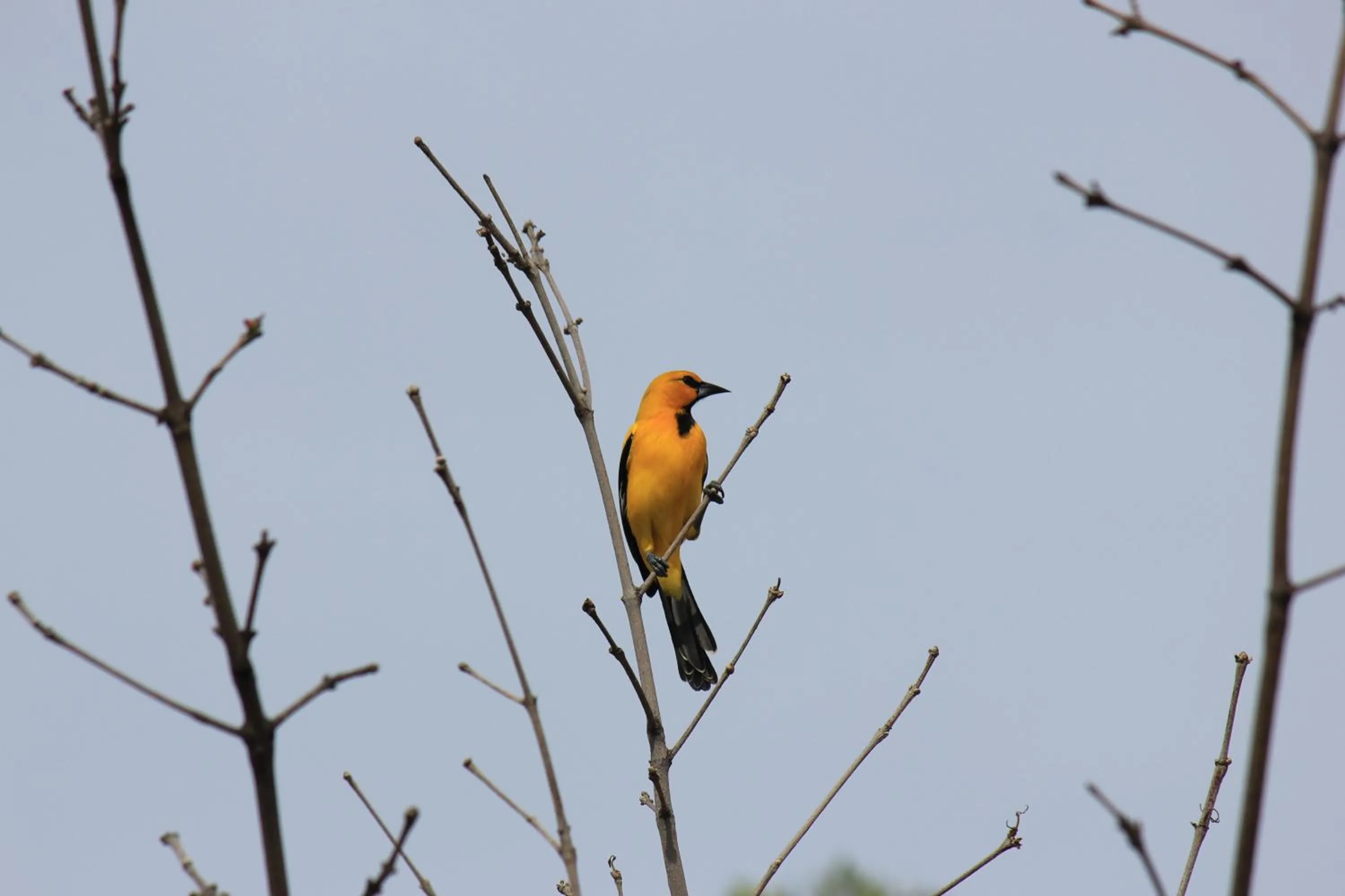 Garden in Hotel Los Veleros Santa Marta