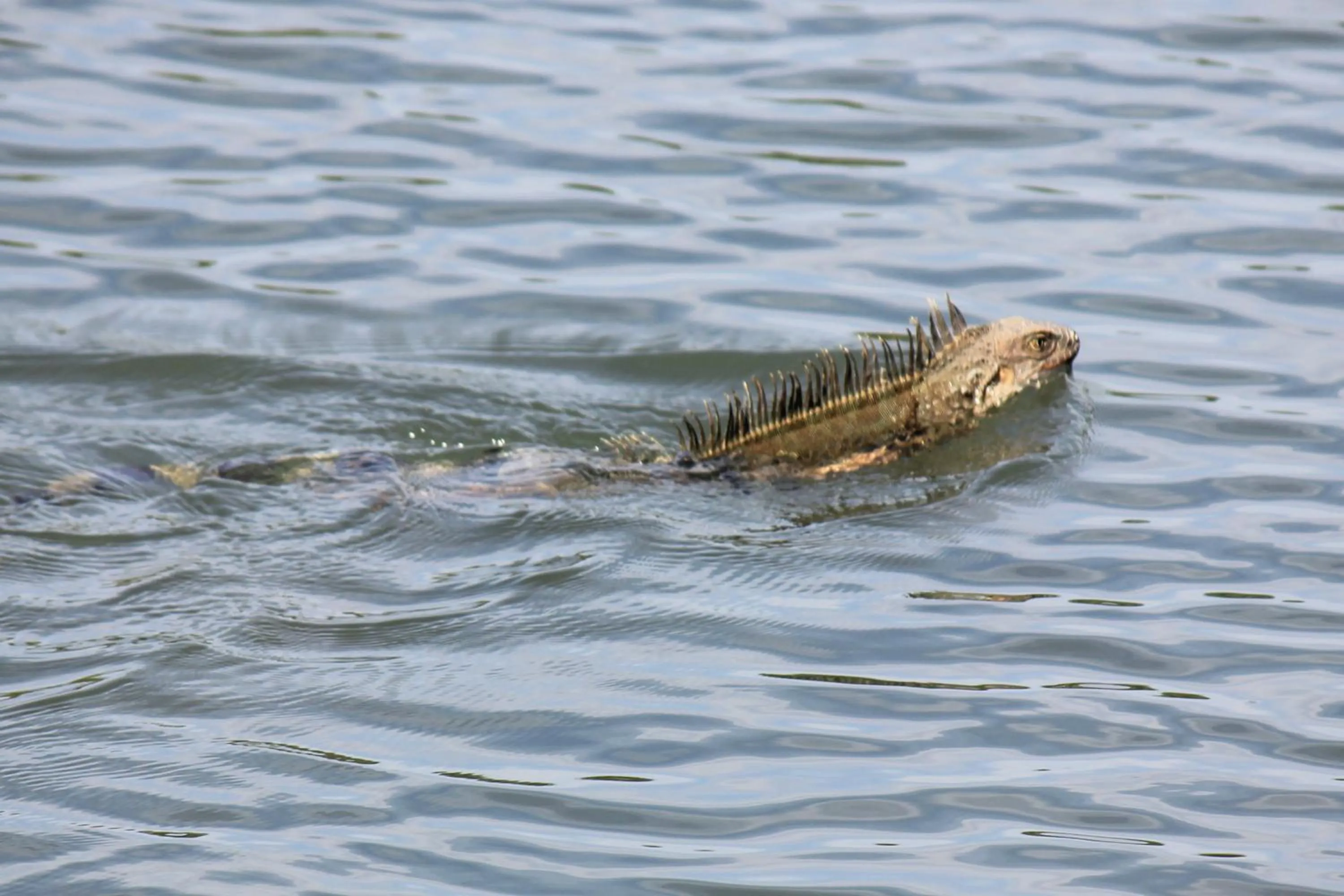 Natural landscape in Hotel Los Veleros Santa Marta