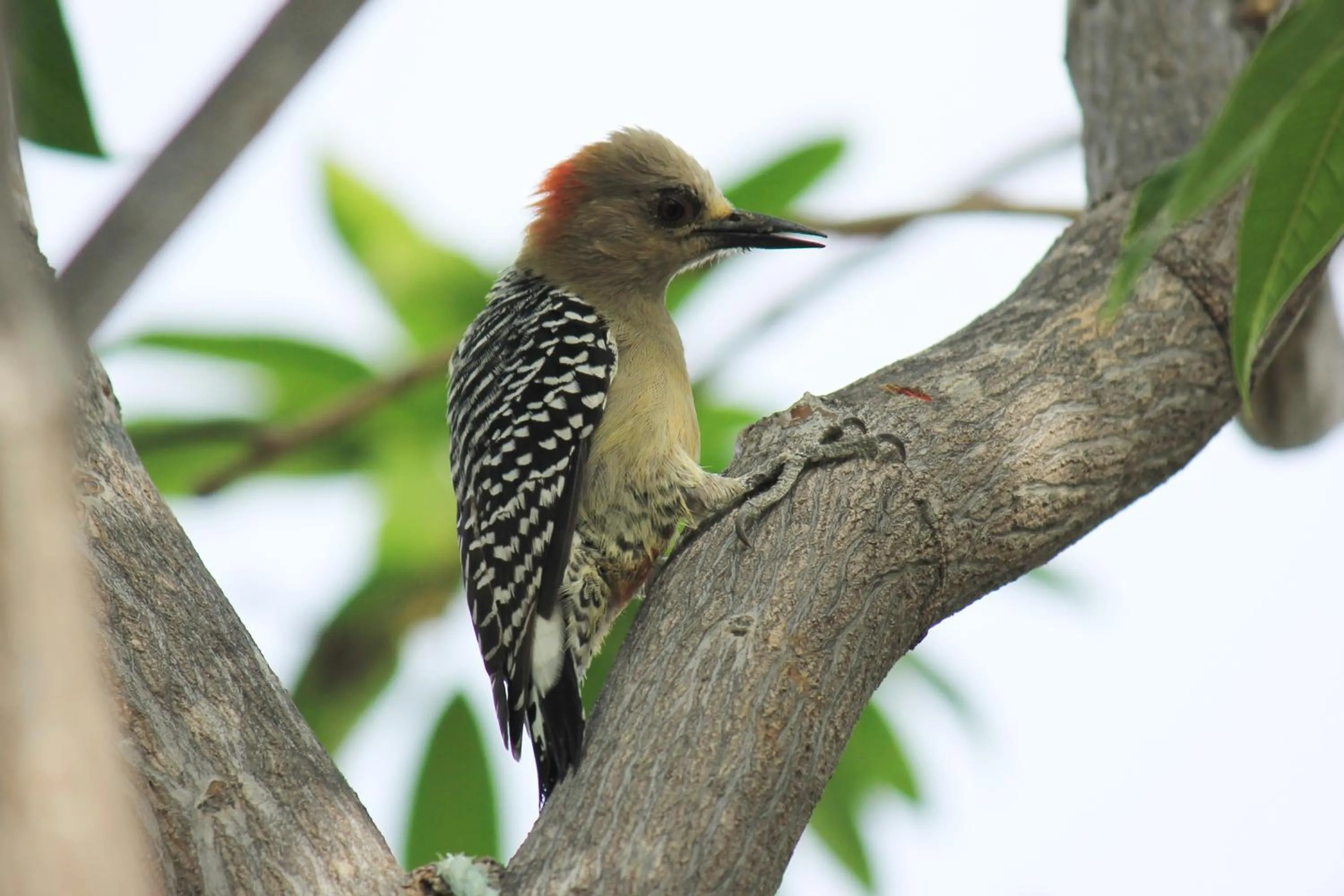 Natural landscape in Hotel Los Veleros Santa Marta