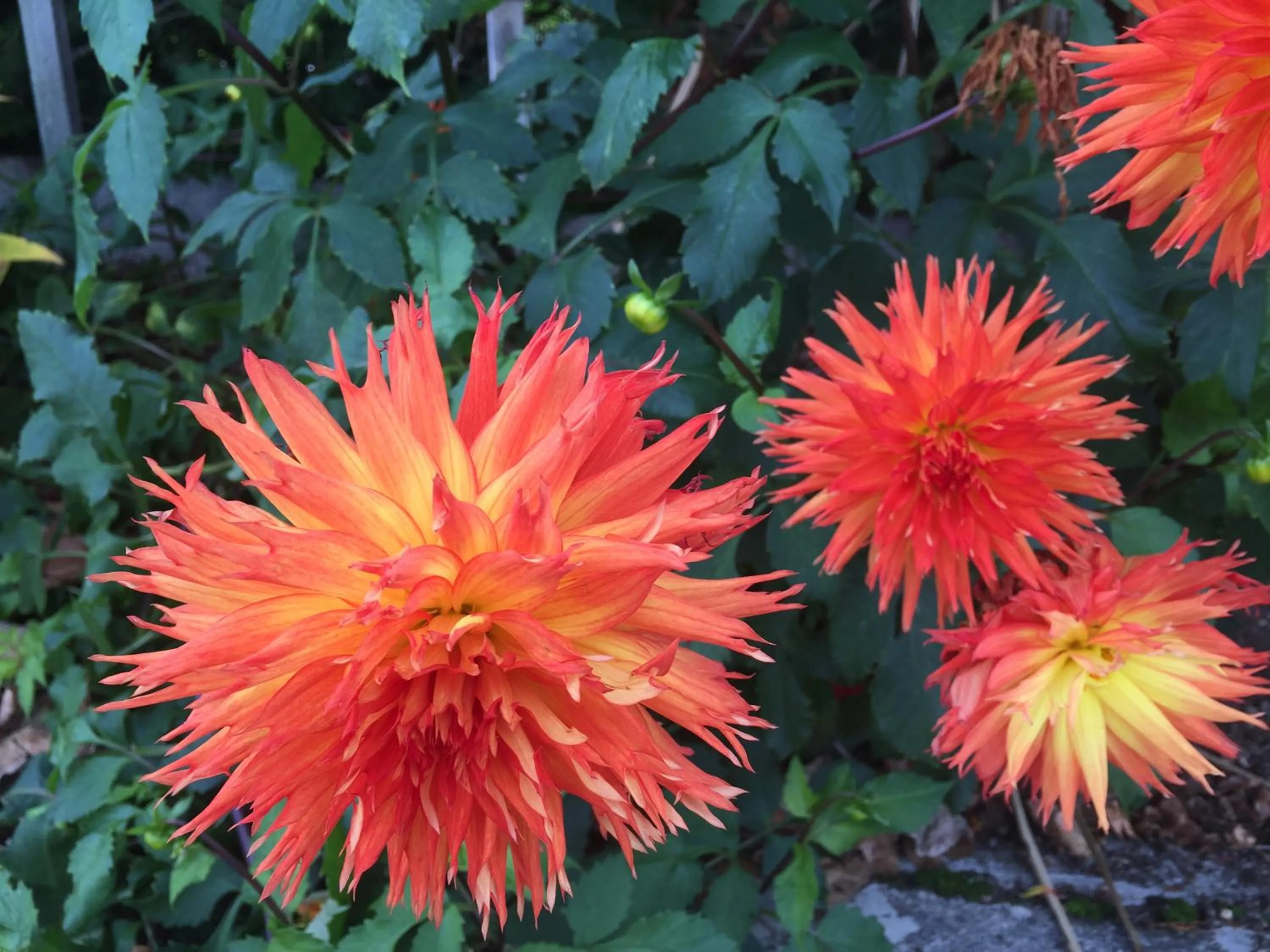 Garden view in Shakespeare House