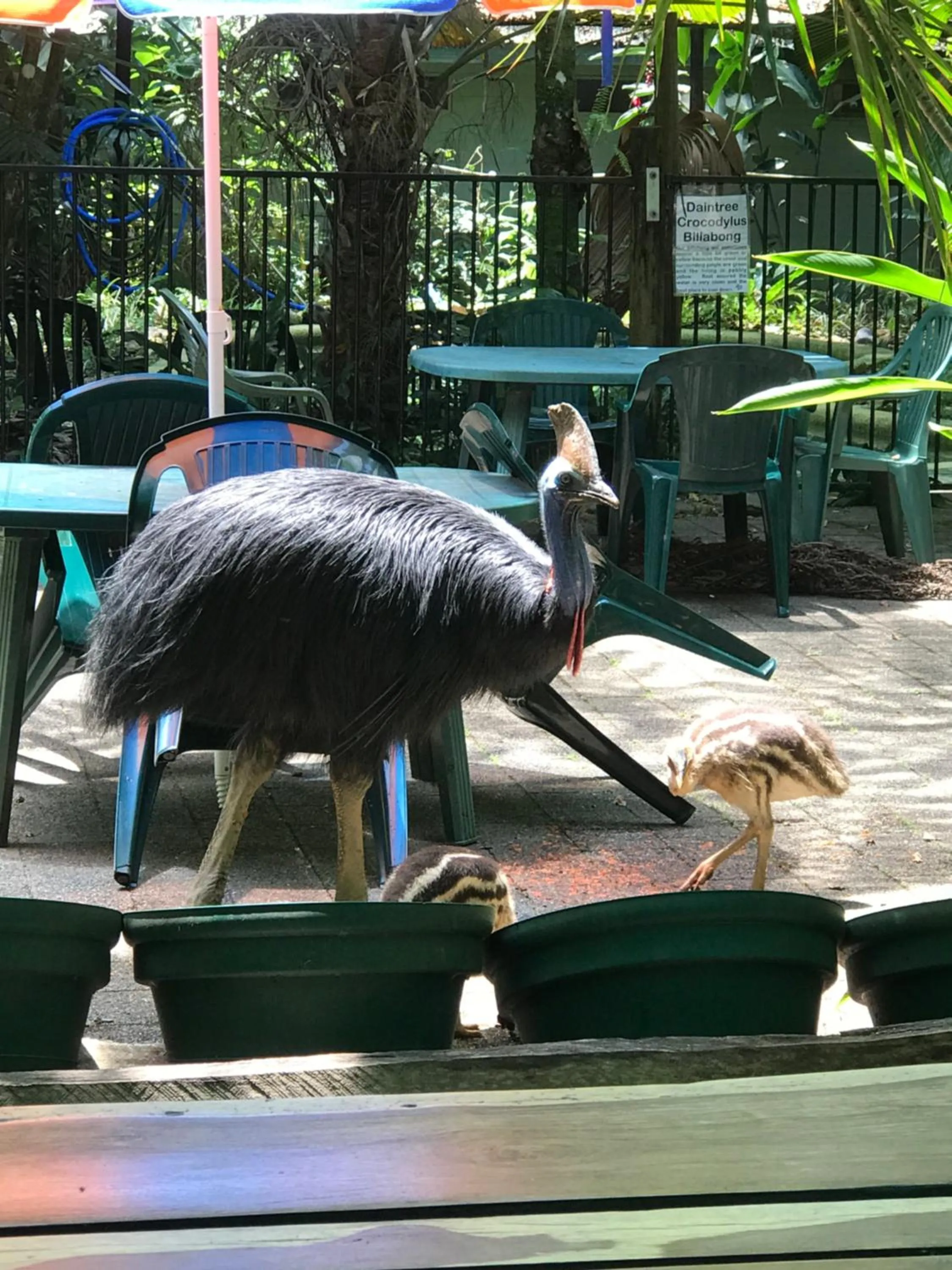 Animals in Daintree Crocodylus