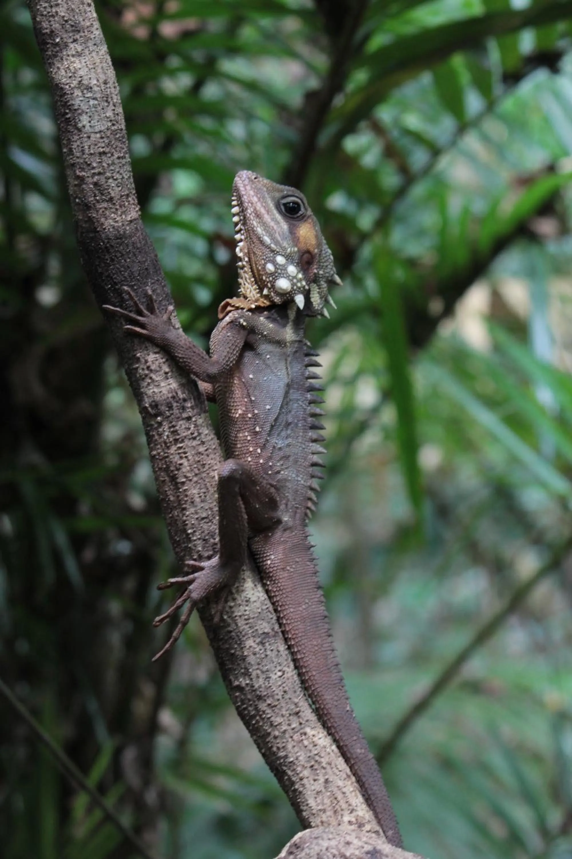 Day in Daintree Crocodylus
