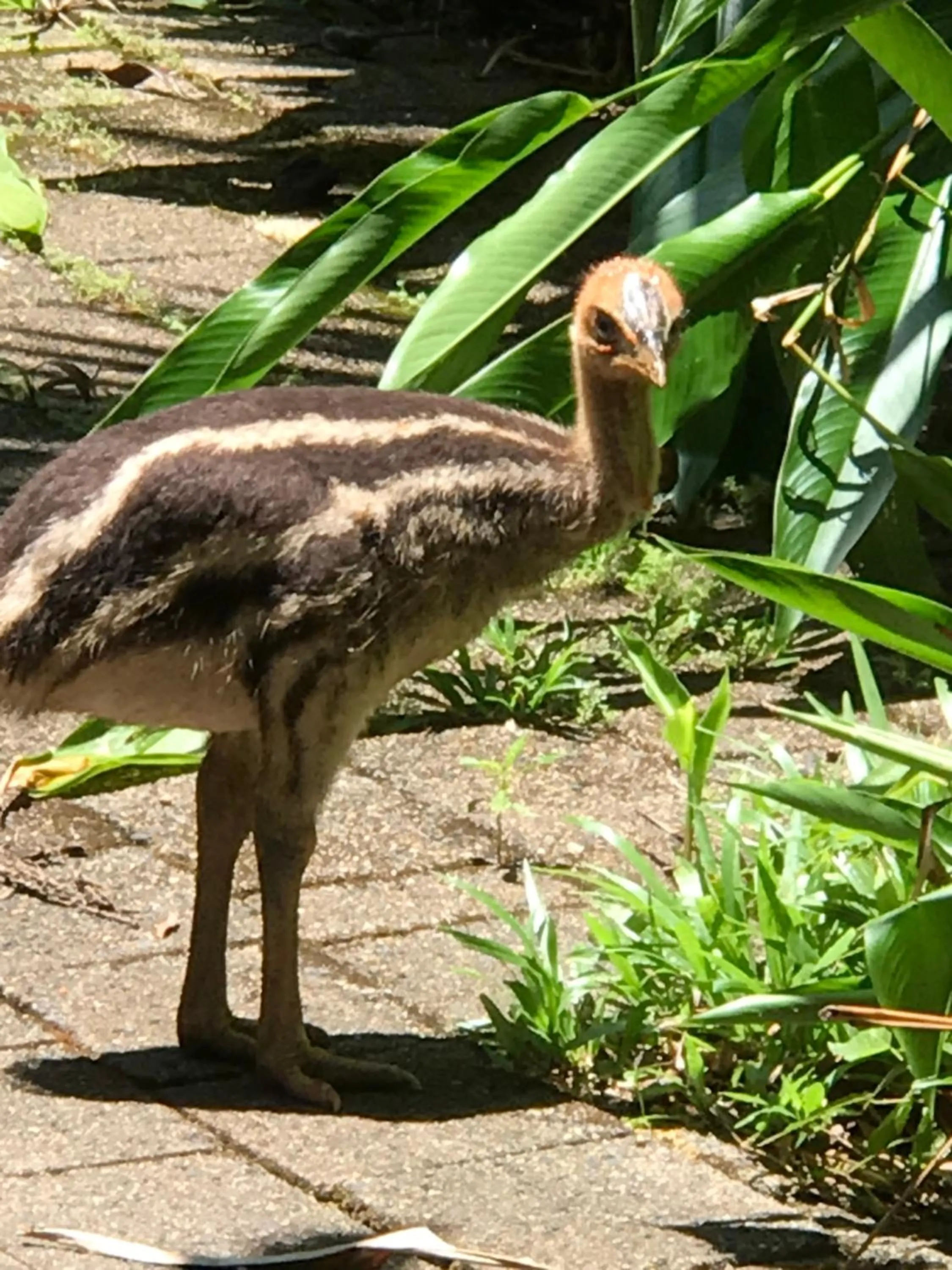 Animals in Daintree Crocodylus