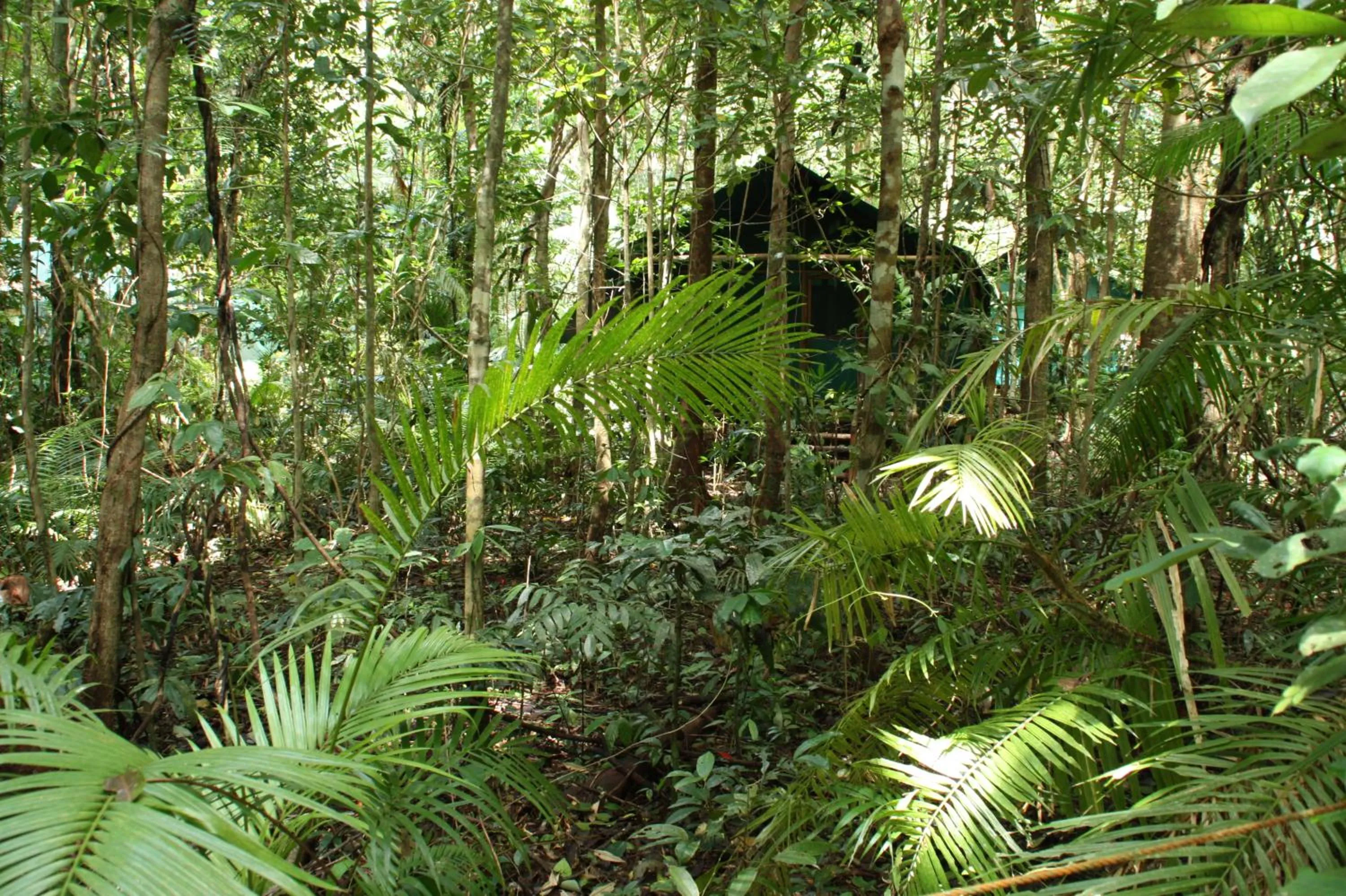 Facade/entrance in Daintree Crocodylus