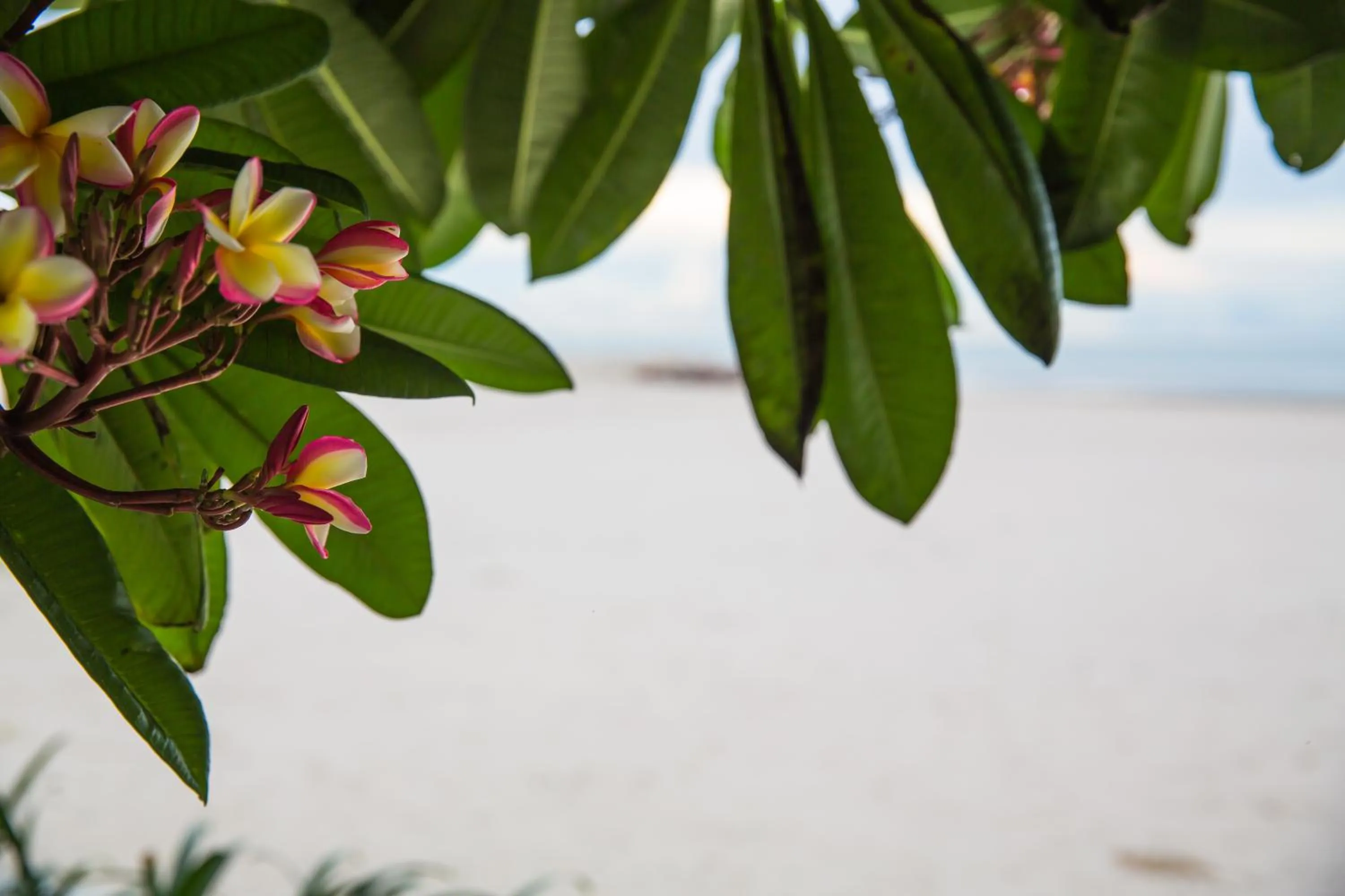 Natural landscape in Verano Beach Villa