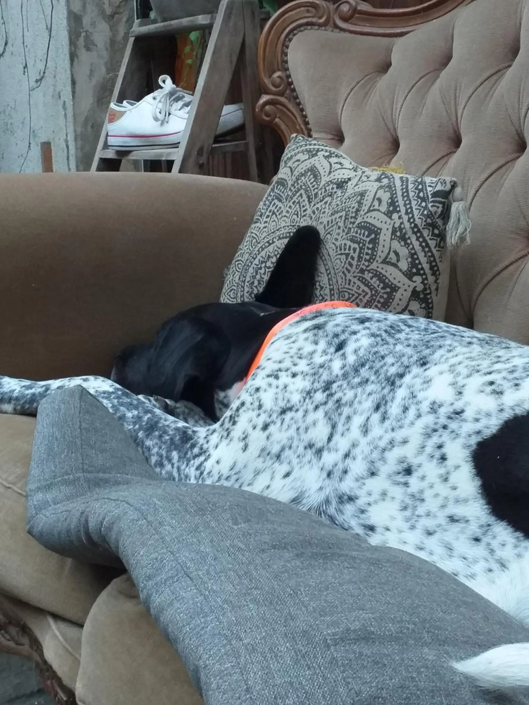 Pets in Mimi la Sardine