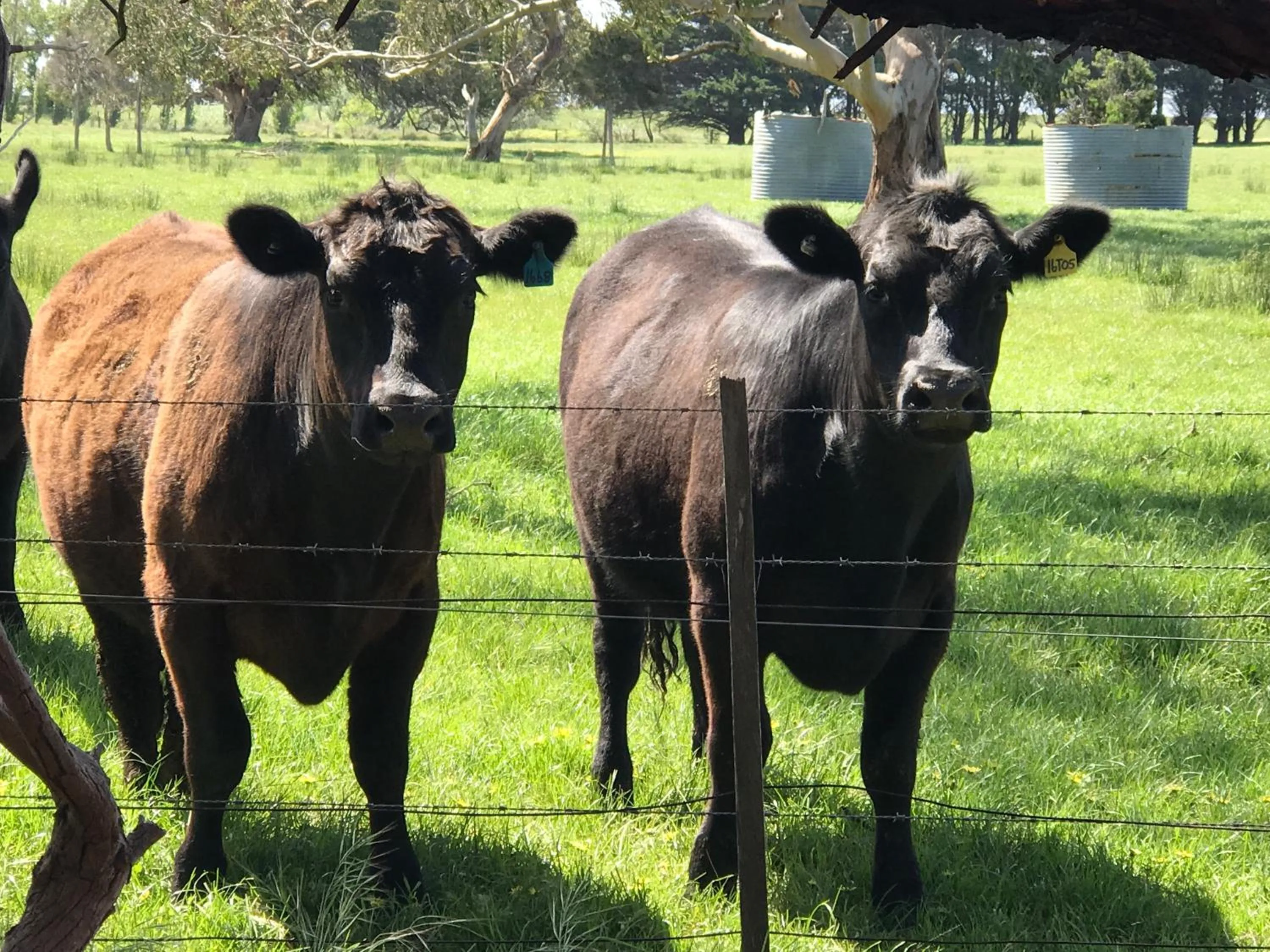 Patio in The Nature Resort Villas Ramada Resort