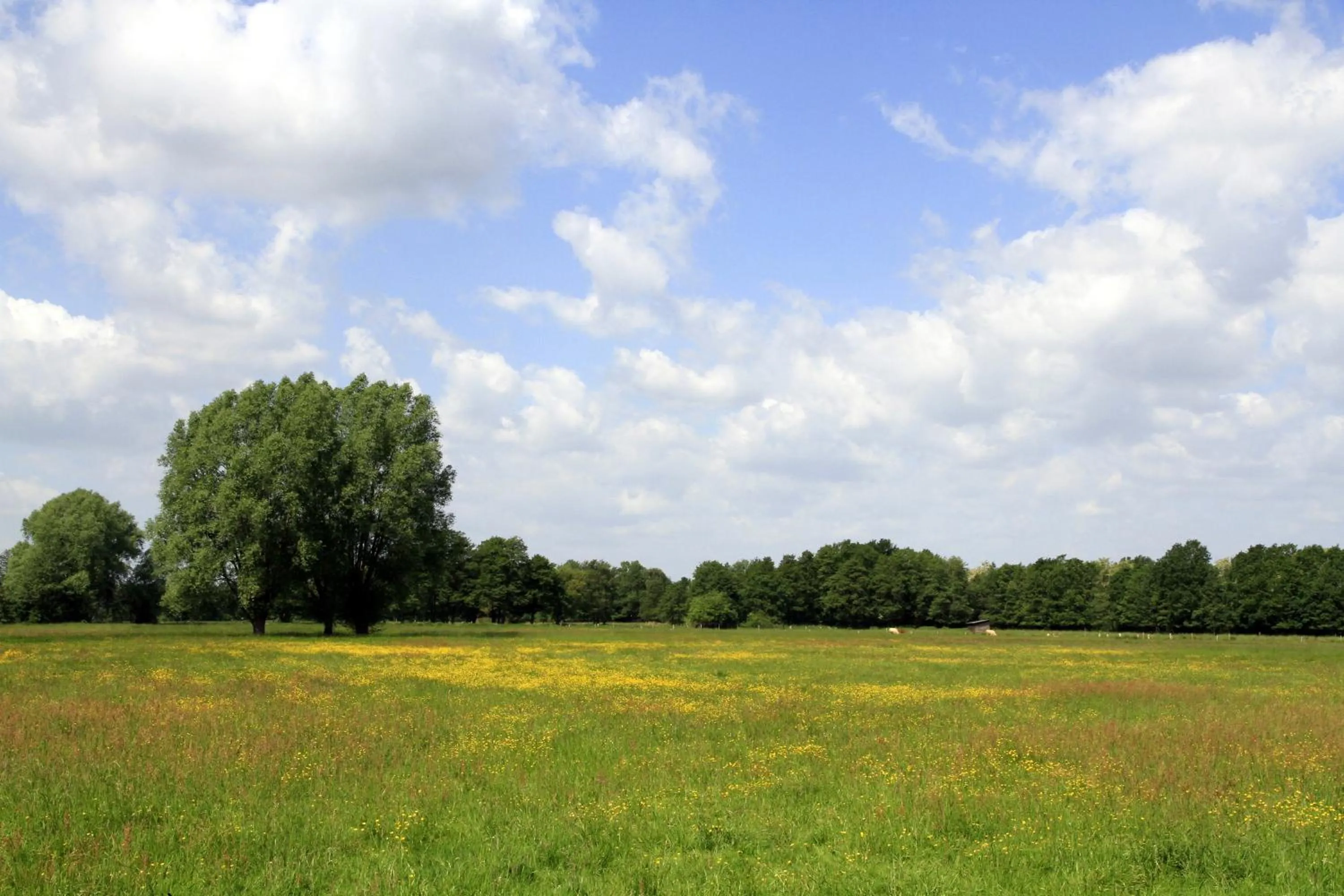 Natural landscape in Hotel am Springhorstsee