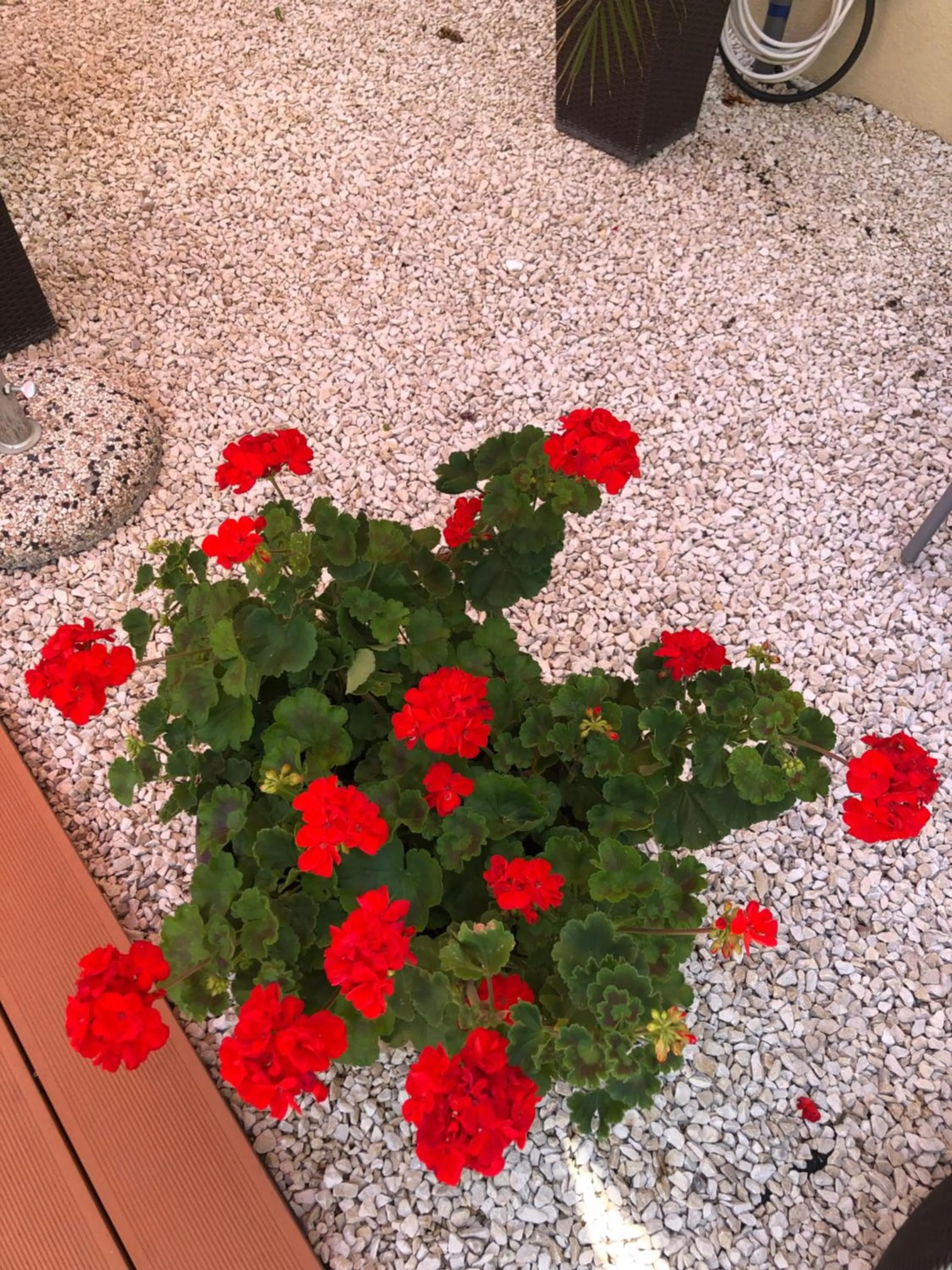 Mosoly Apartman